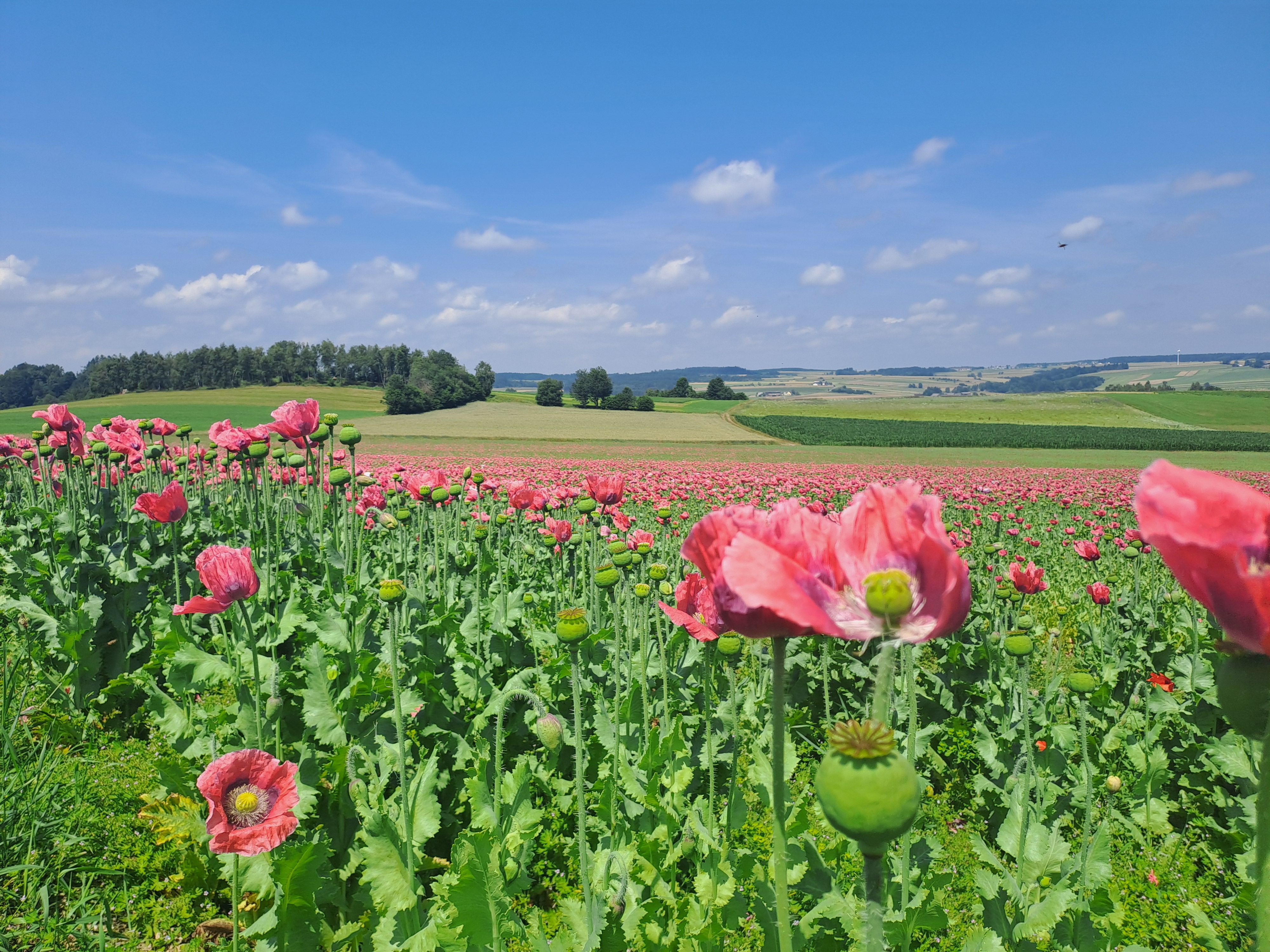 Landschaft mit Mohnfeld
