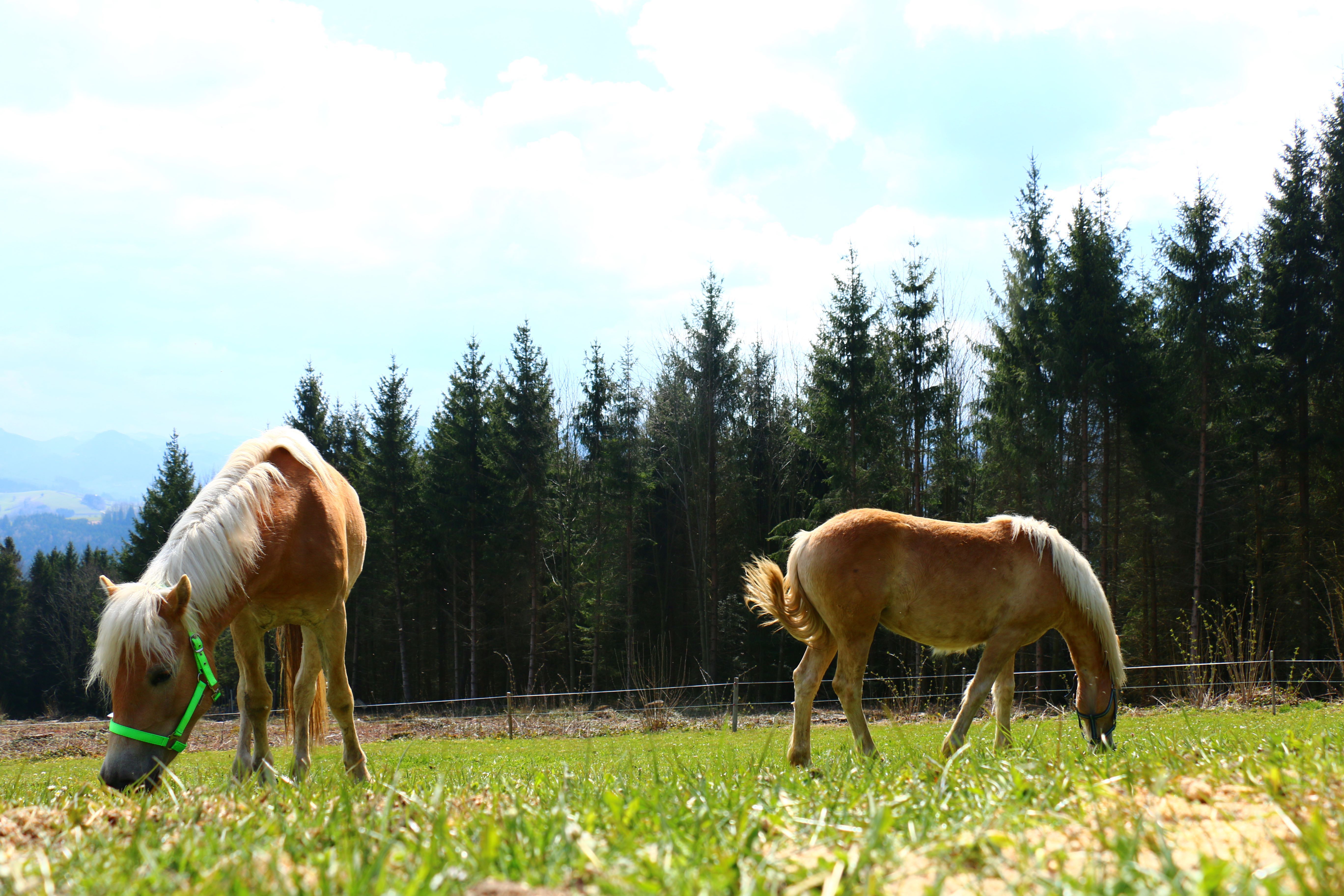 urlaub-beim-almbauer-8