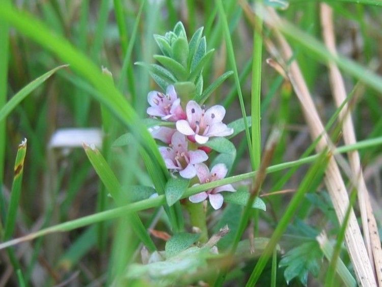 Nahaufnahme einer kleinen Pflanze mit rosa Blüten, umgeben von Gras.