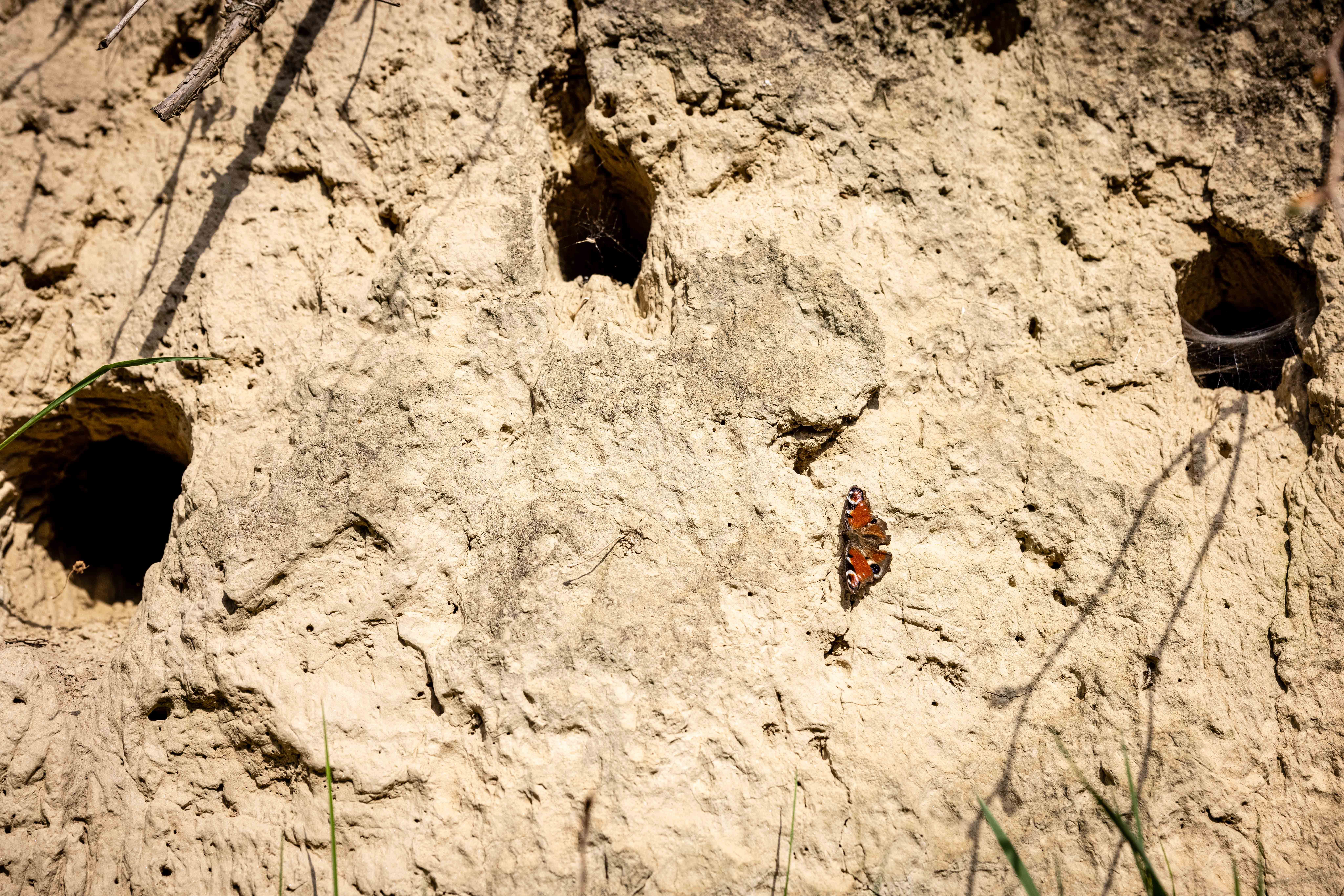 Lösswand mit Schmetterling.