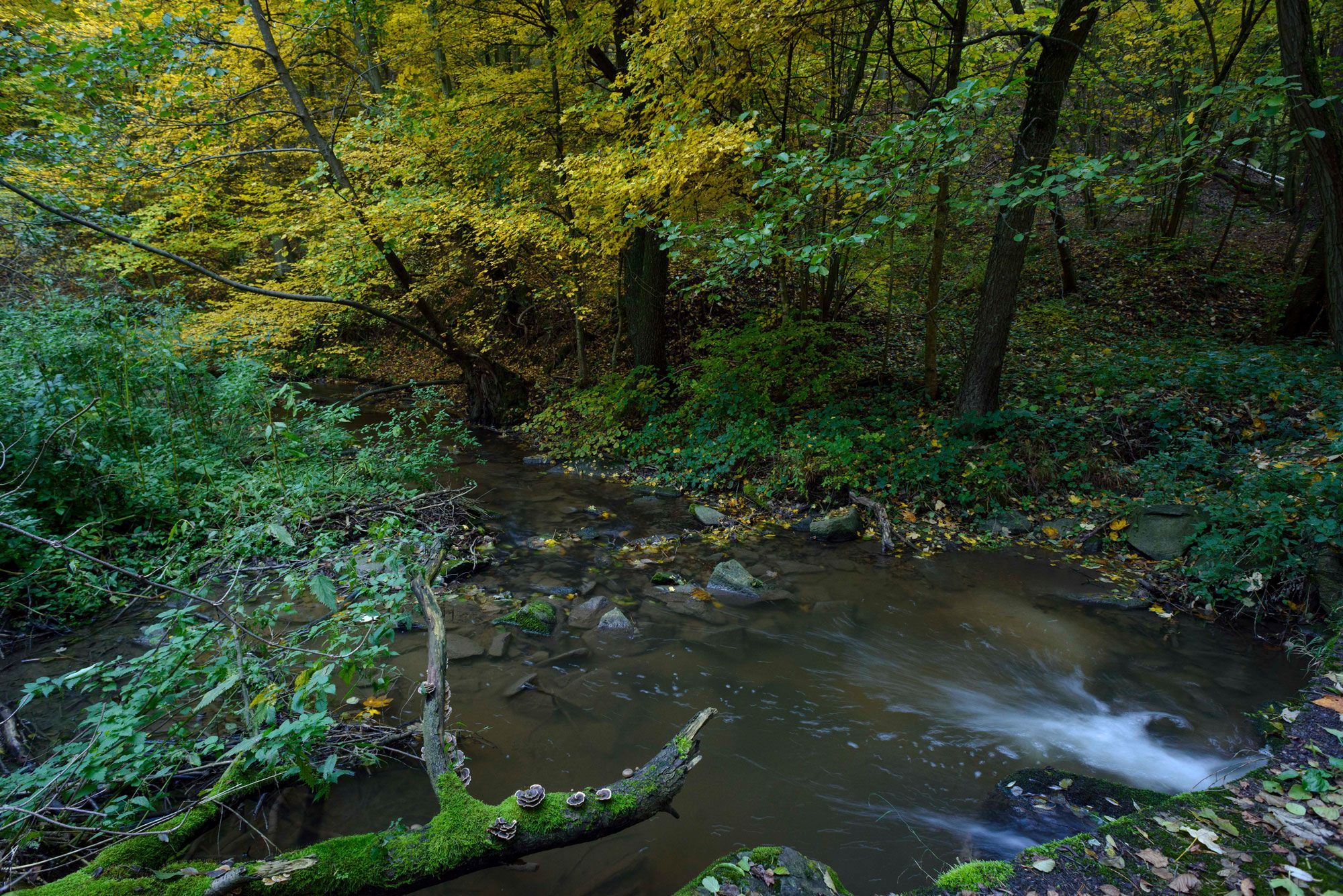 Idyllischer Bach, der sich durch das Pulkautal schlängelt, eingebettet in ruhige Natur.