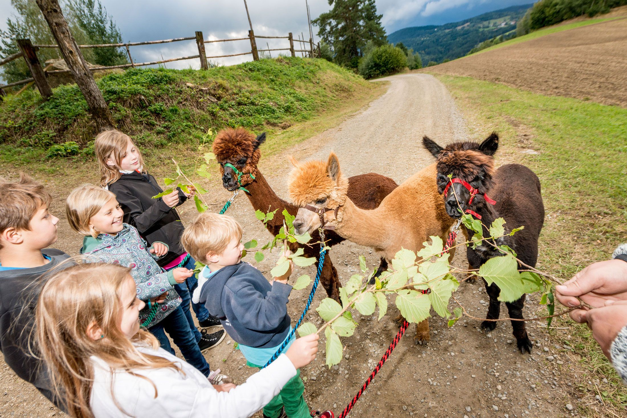 Kinder füttern Alpakas mit Blättern auf einem ländlichen Weg.