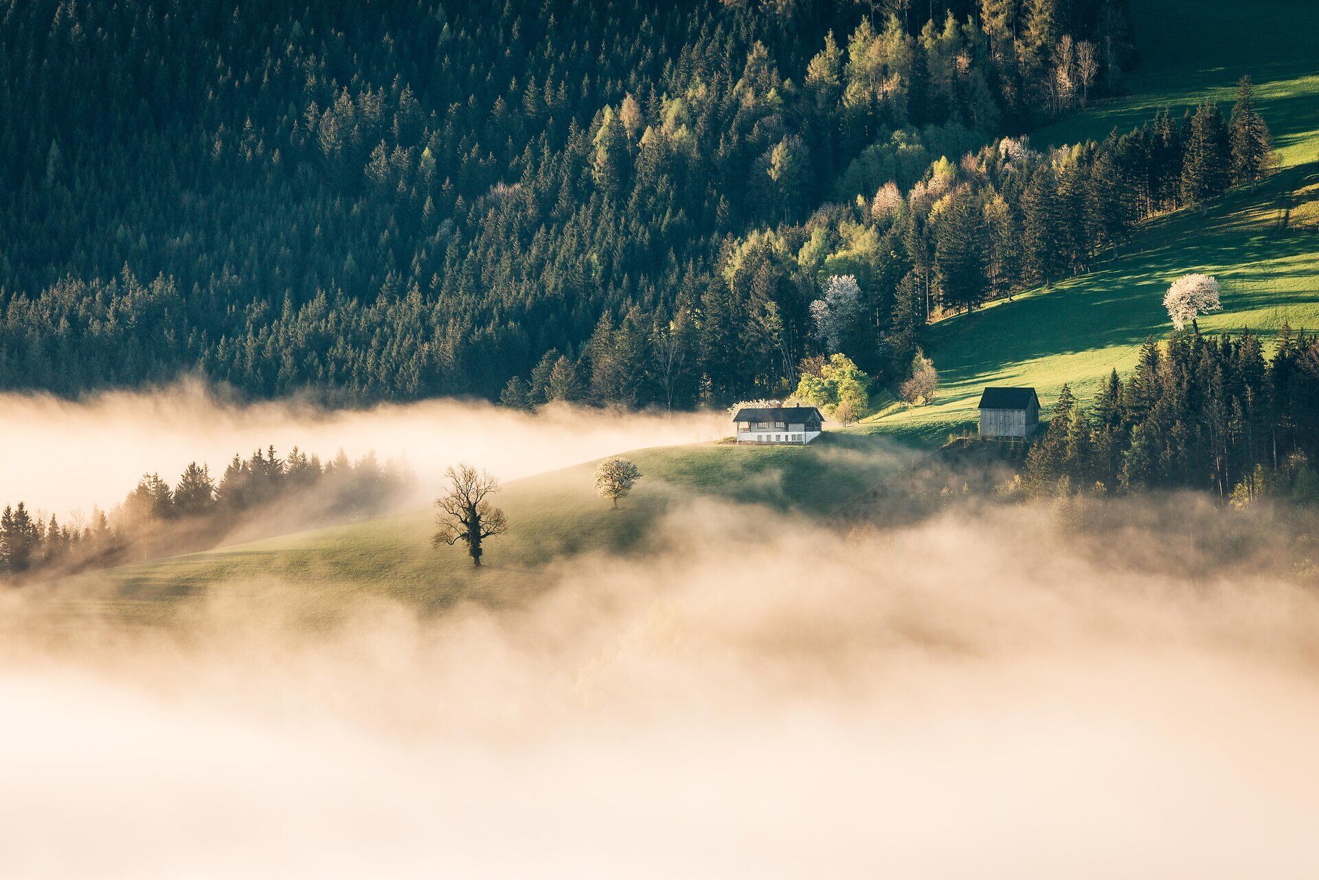 Die sanften Hügel der Moststraße erblühen im Frühling in einem Meer aus zarten Birnenblüten, während der Nebel sanft über die Landschaft zieht. Diese malerische Szenerie lädt dazu ein, die frische Luft zu genießen und die Ruhe der Natur zu erleben.