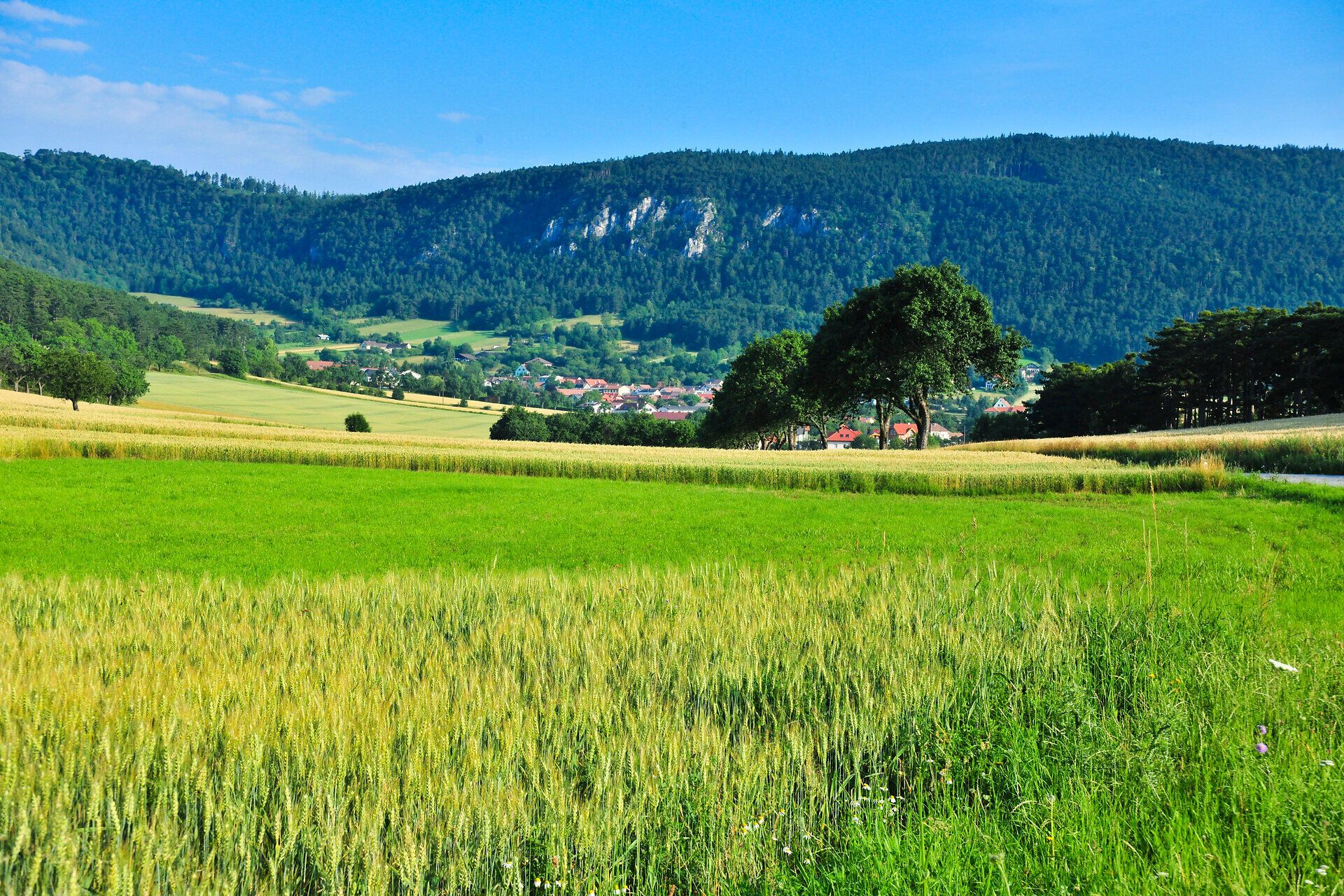 Grüne Felder und Wälder im Naturpark Sierningtal-Flatzerwand mit einem Dorf im Hintergrund.
