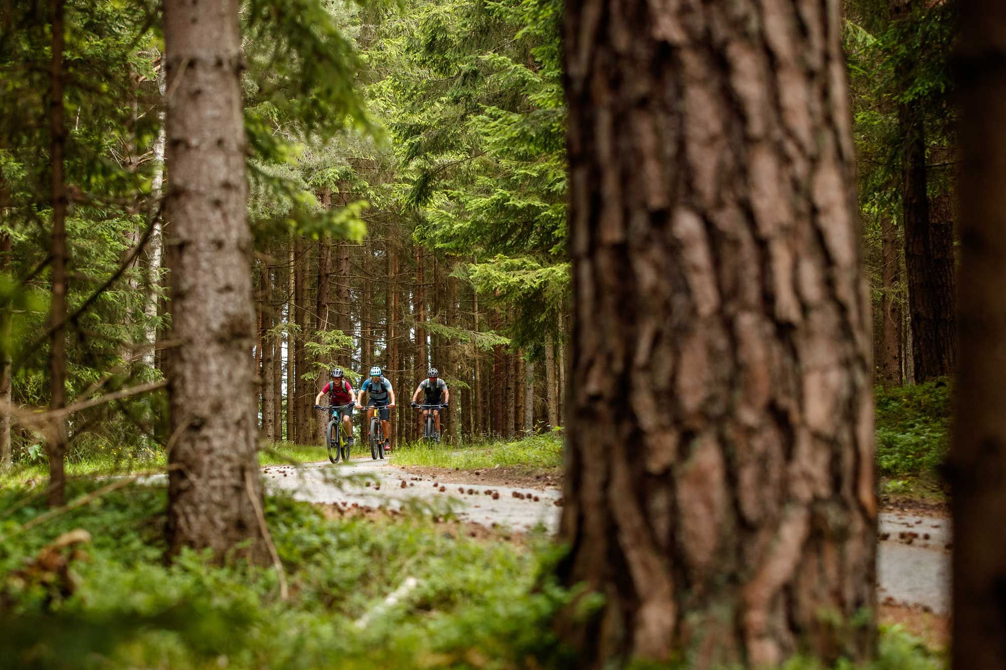 Drei Radfahrer auf einem Waldweg zwischen hohen Bäumen.