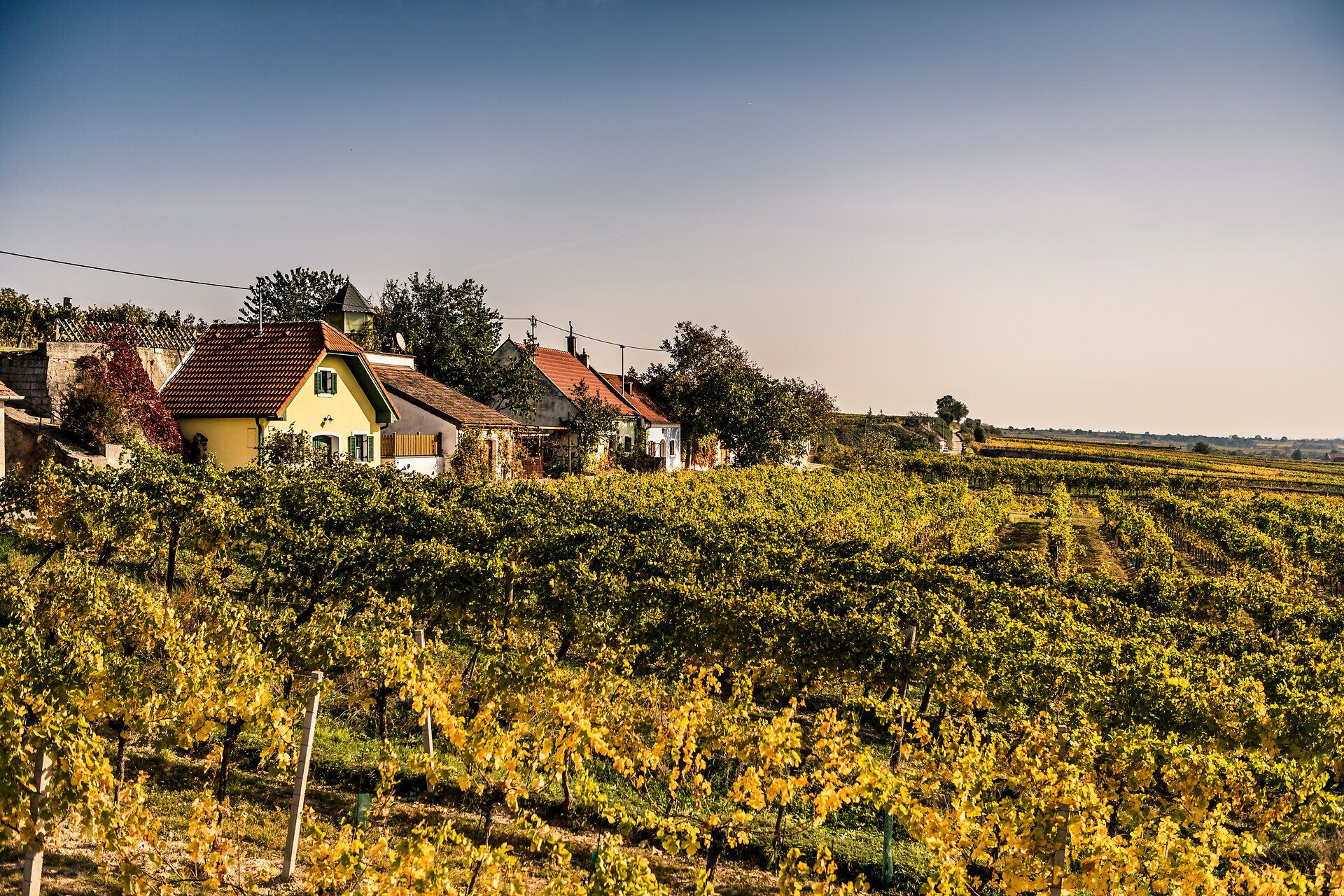 Die sanften Hügel sind mit goldenen Weinreben bedeckt, die im warmen Licht des Herbstes leuchten. Charmante, traditionelle Häuser säumen die Landschaft und laden dazu ein, die Ruhe und Schönheit der Natur zu genießen. Ein perfekter Ort, um die Seele baumeln zu lassen und die frische Luft zu atmen.