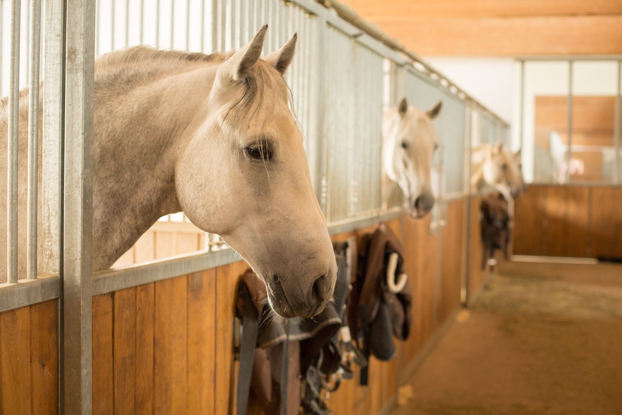 Mehrere helle Lipizzaner in einer Stallgasse; im Vordergrund ein Pferdekopf, im Hintergrund weitere Pferdeboxen.