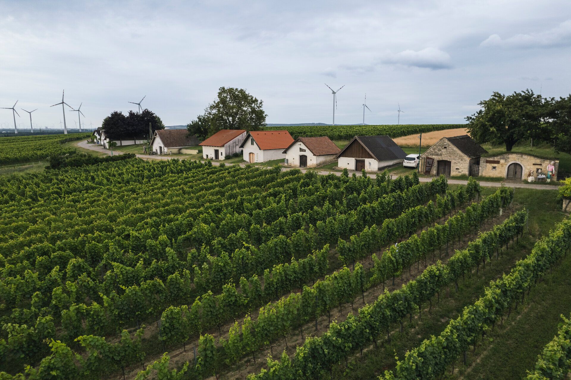 Kellergasse entlang eines Weges und grüne Weingärten. 