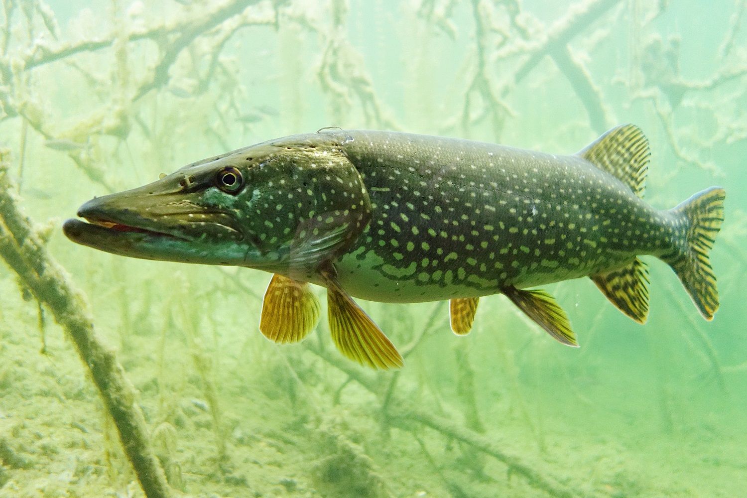 Ein Hecht schwimmt in klarem Wasser mit Pflanzen im Hintergrund.