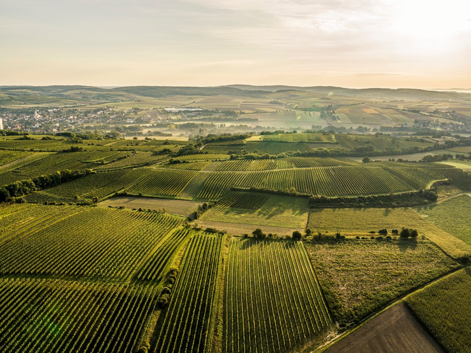 Luftaufnahme von Weinbergen und Feldern in Grossweikersdorf bei Sonnenaufgang.