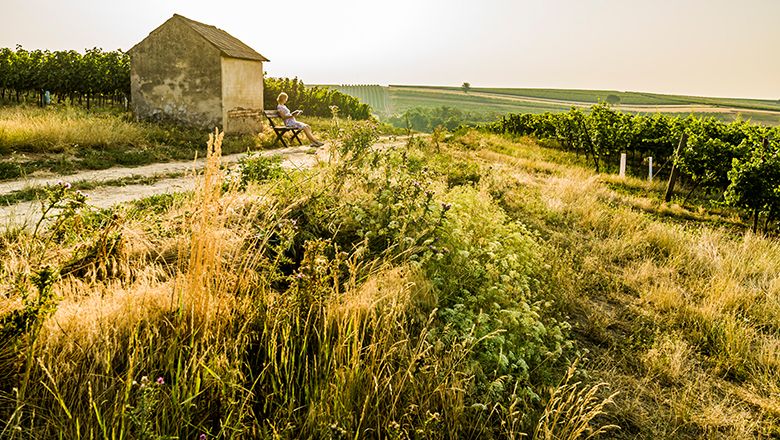 Person sitzt auf einer Bank neben einem kleinen Gebäude in einer ländlichen Landschaft mit Weinbergen.