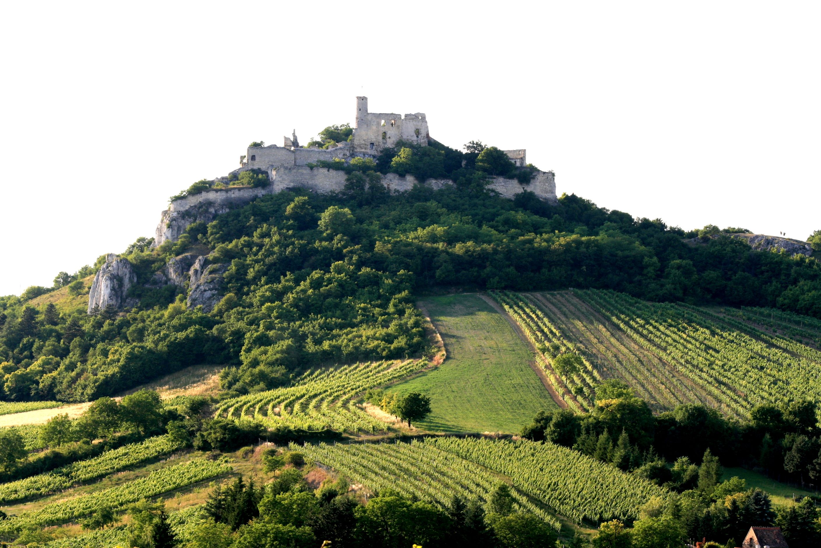 Burgruine Falkenstein auf einem bewaldeten Hügel mit Weinbergen im Vordergrund.