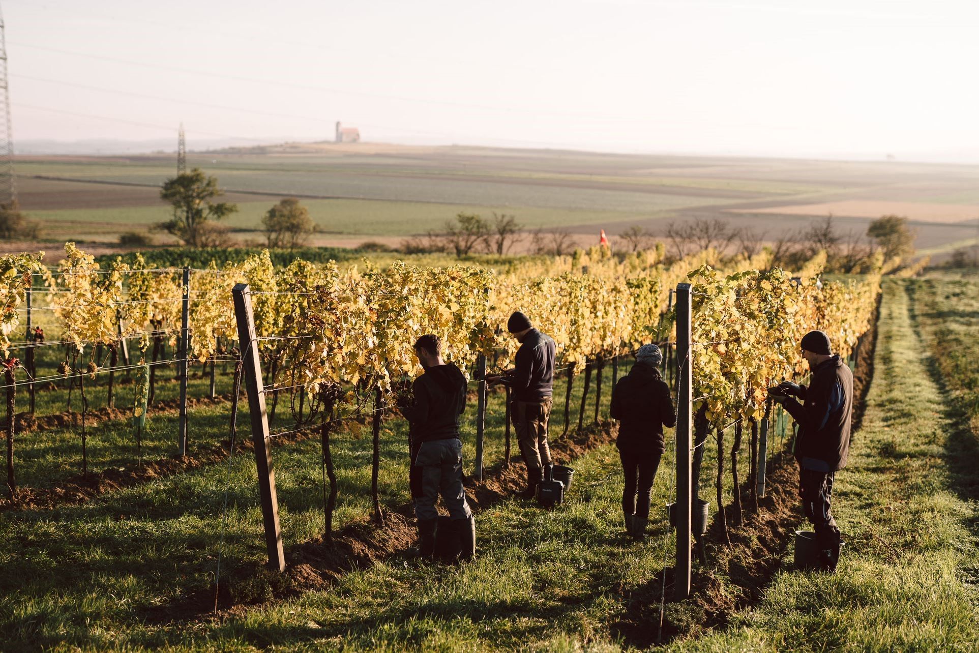 Menschen arbeiten in einem Weinberg bei Sonnenaufgang.