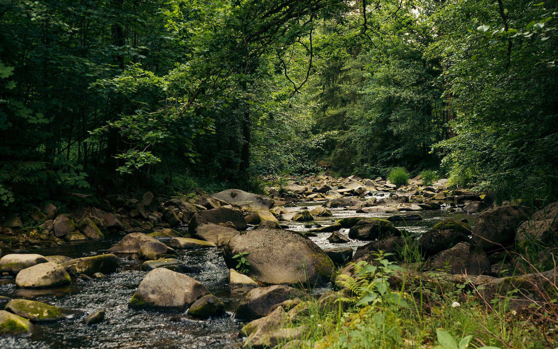 Flusslandschaft eingebettet in den Wald mit vielen Steinen