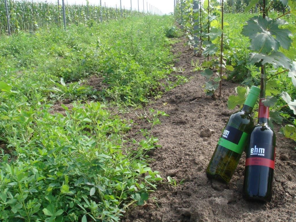 Zwei Weinflaschen im Weinberg mit grünen Pflanzen und Reben.