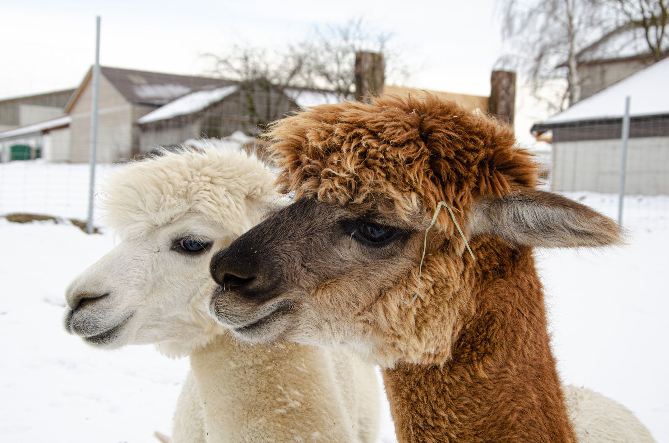 Zwei Alpakas im Schnee vor einem Bauernhof.