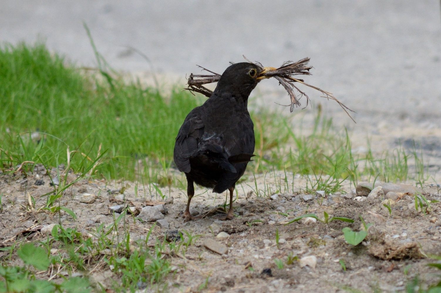 Amsel