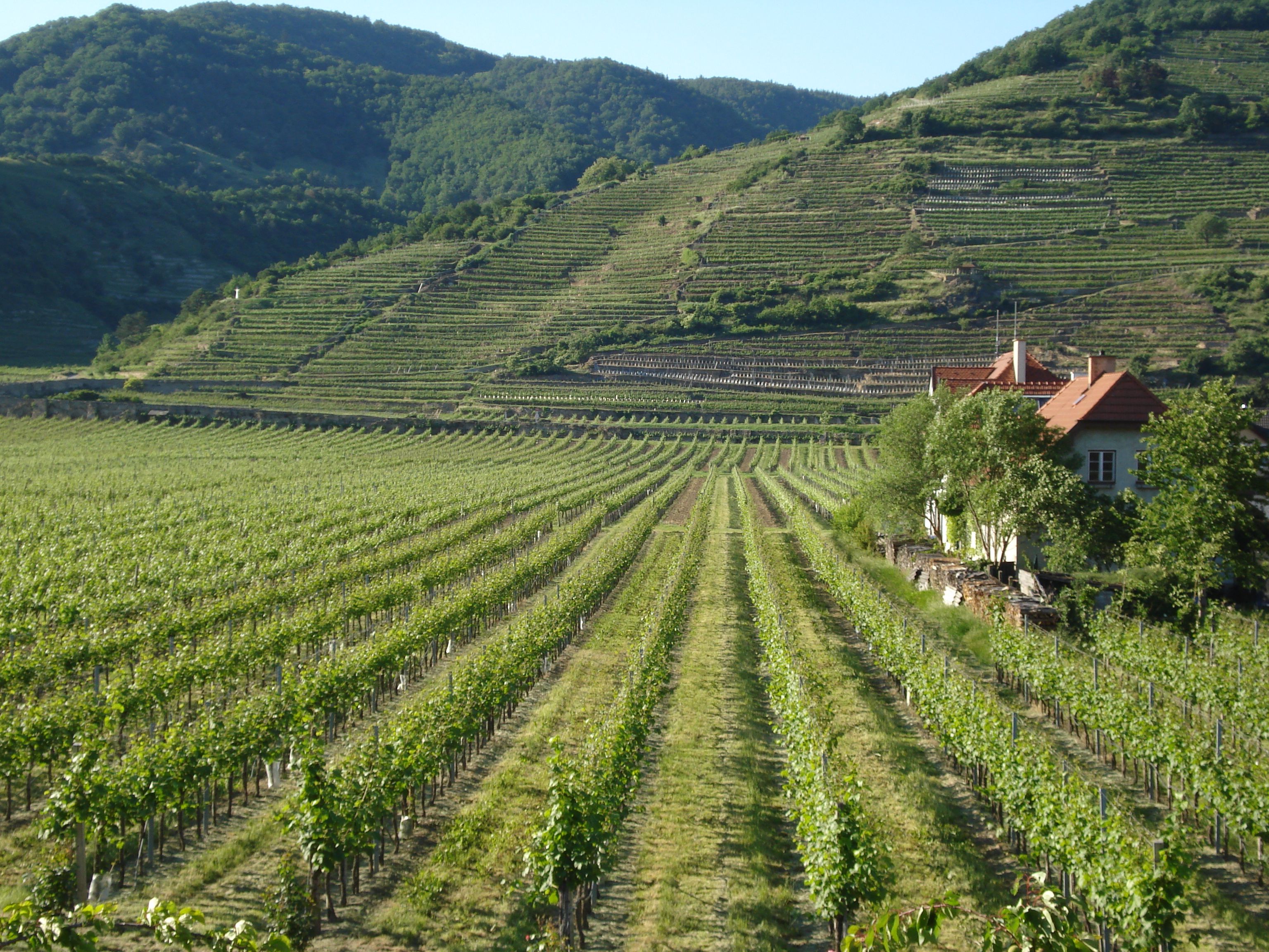 Weinberge mit einem Haus am Hang, umgeben von grünen Hügeln.
