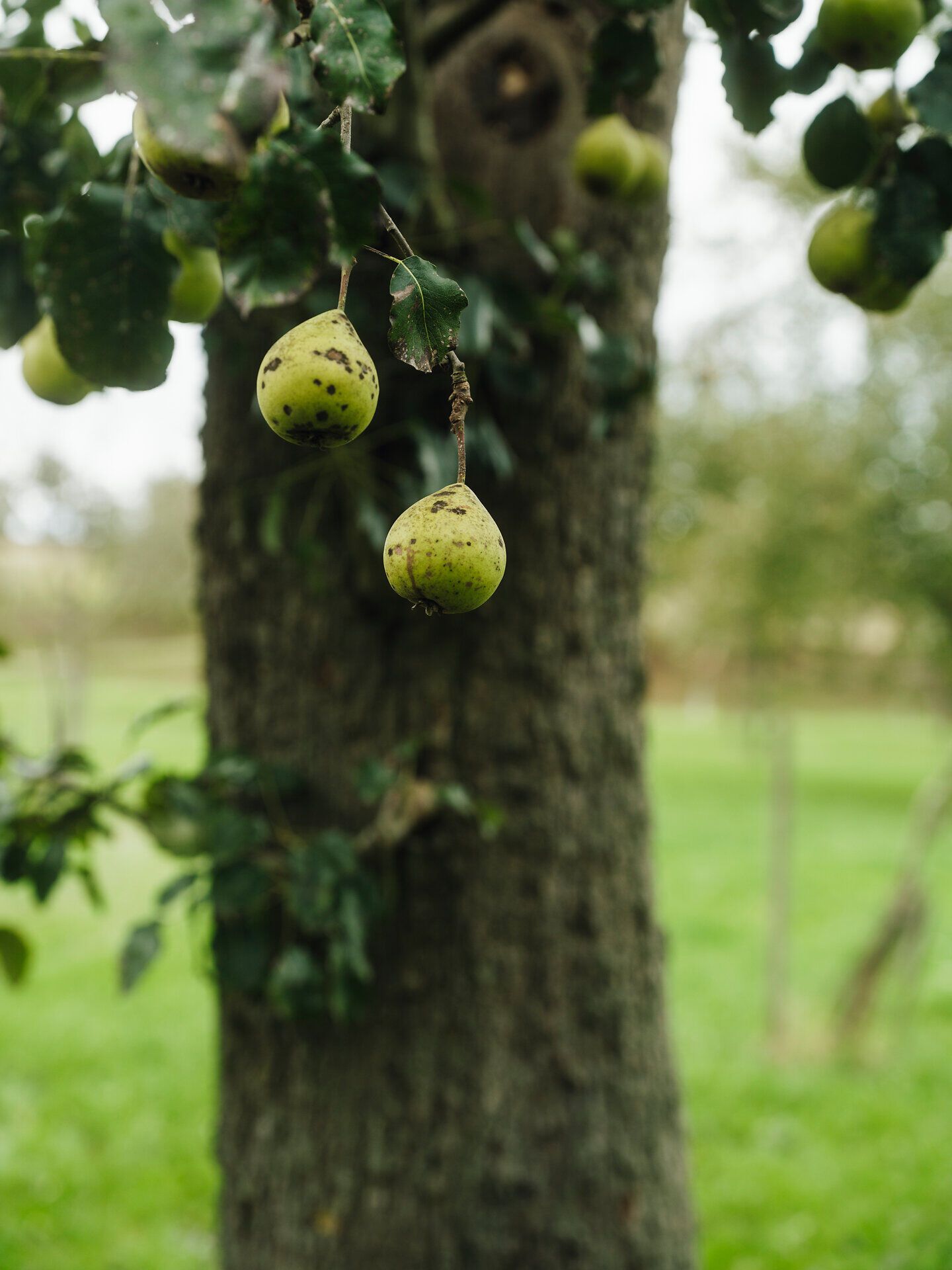 Saftige Birnen hängen verlockend an den Zweigen, während der sanfte Wind durch die grünen Wiesen weht. Die idyllische Landschaft lädt dazu ein, die frische Luft zu genießen und die kulinarischen Köstlichkeiten der Region zu entdecken.