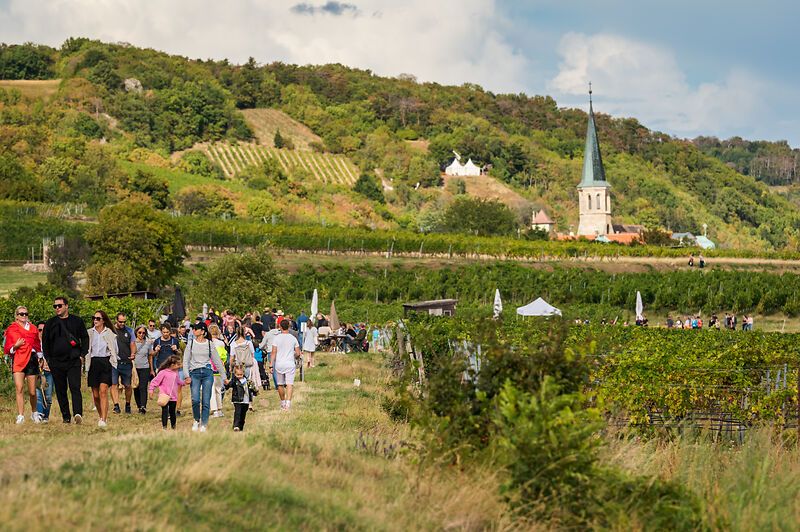 Menschen spazieren durch Weinberge in der Thermenregion Wienerwald mit einer Kirche im Hintergrund.