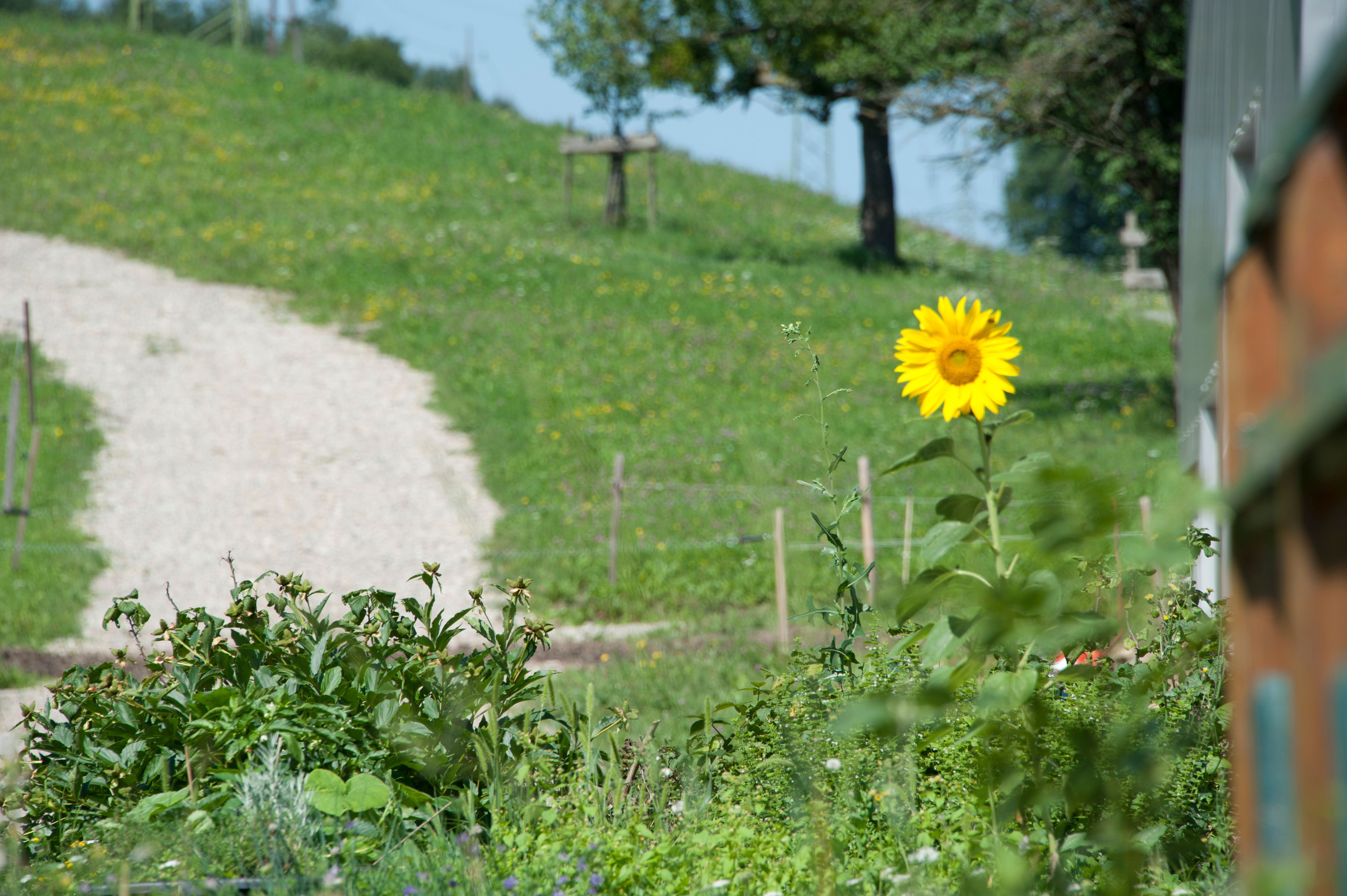 Eine einzelne Sonnenblume in einem Garten vor einem grasbewachsenen Hügel mit einem Kiesweg.