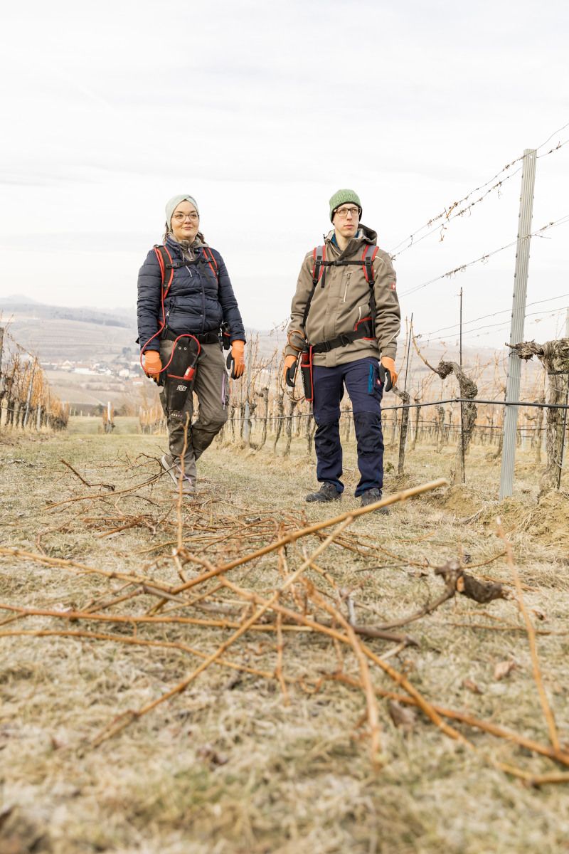 Rebschnitt im Winter