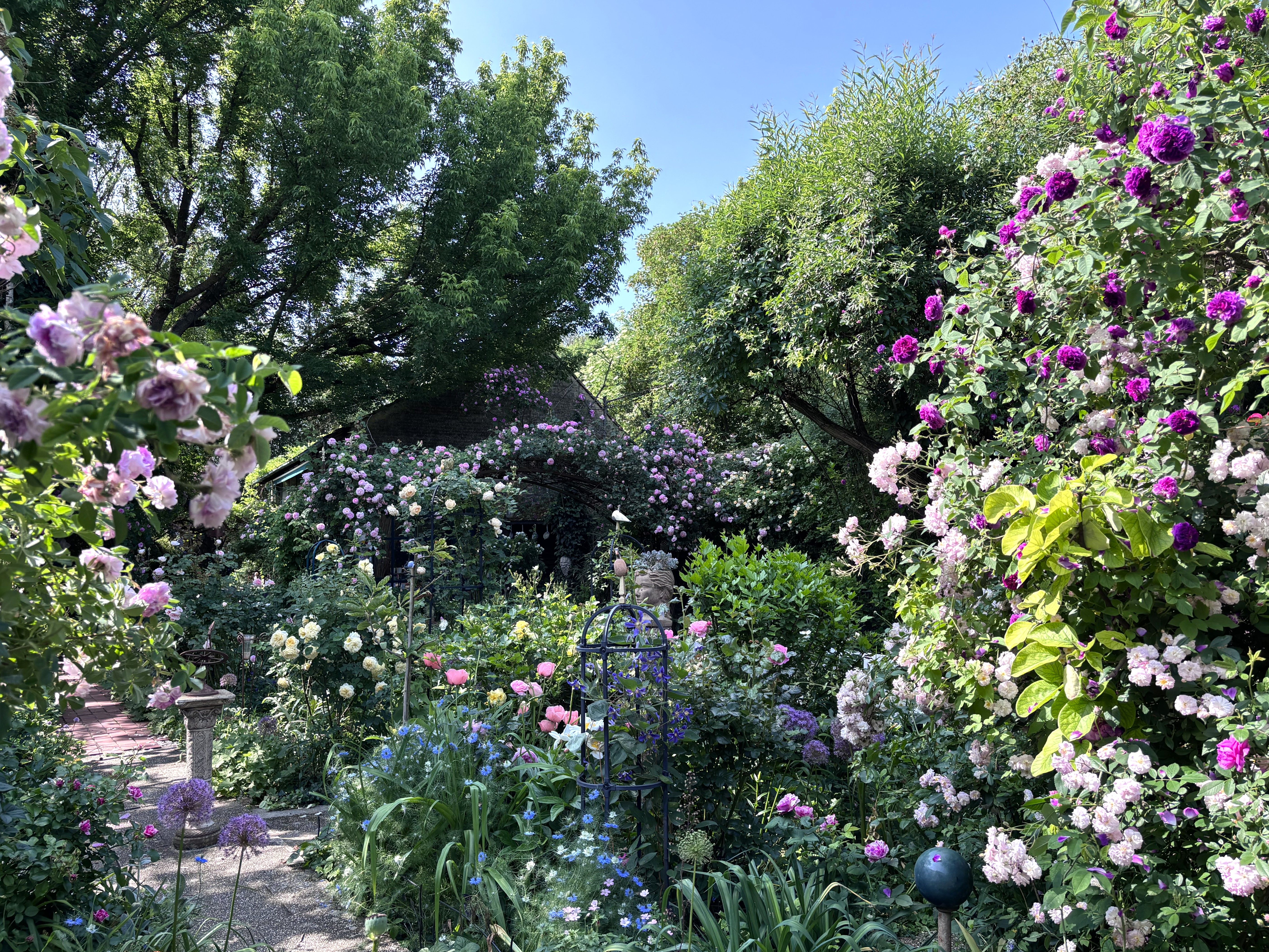Ein blühender Garten mit verschiedenen Rosen und Bäumen unter blauem Himmel.