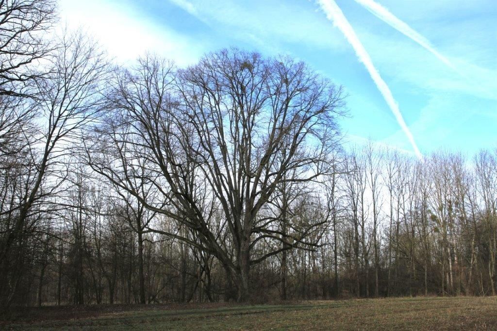 Alte Pappel in der Günzinger Au