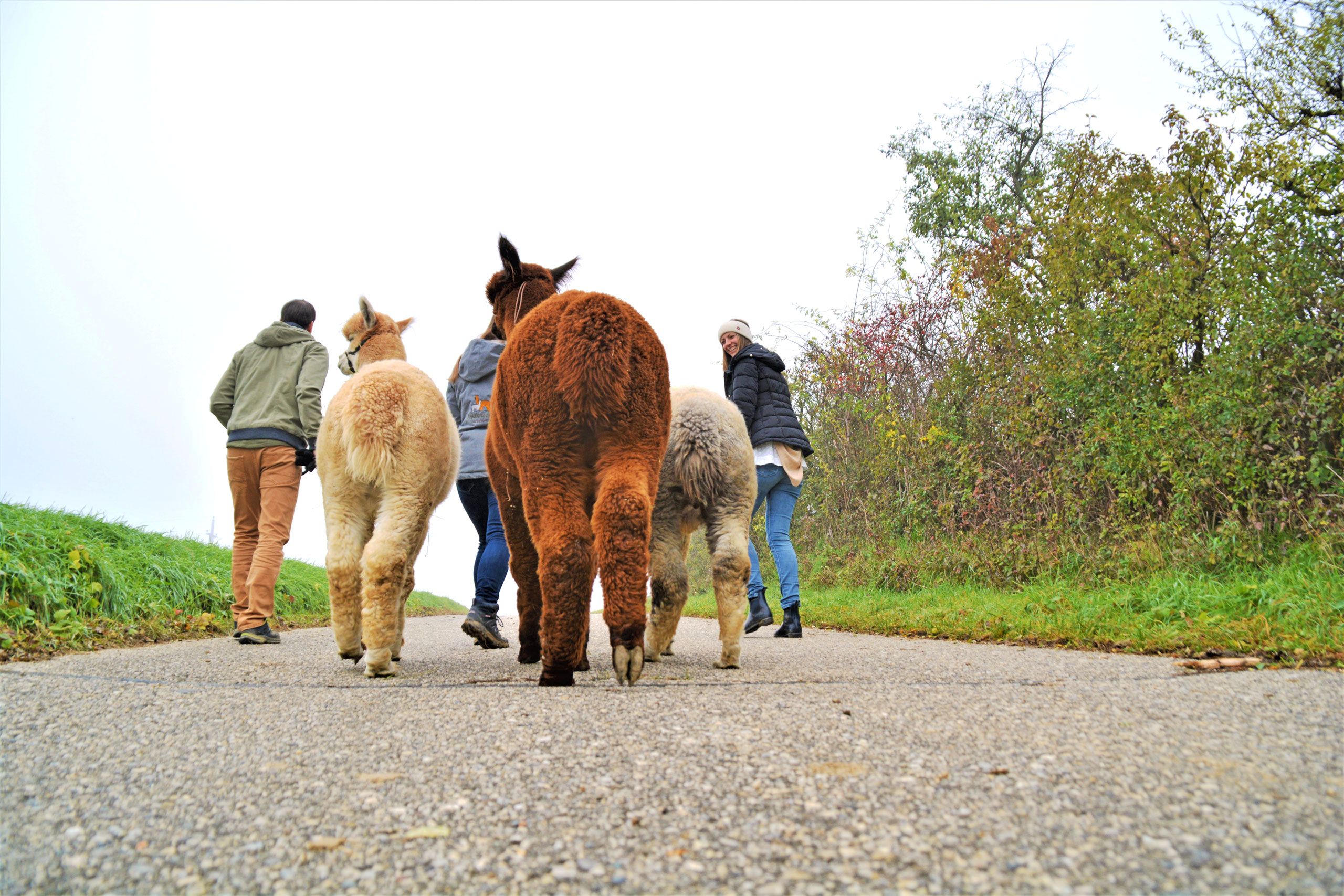 Eine Gruppe mit drei Alpakas auf einer Wanderung