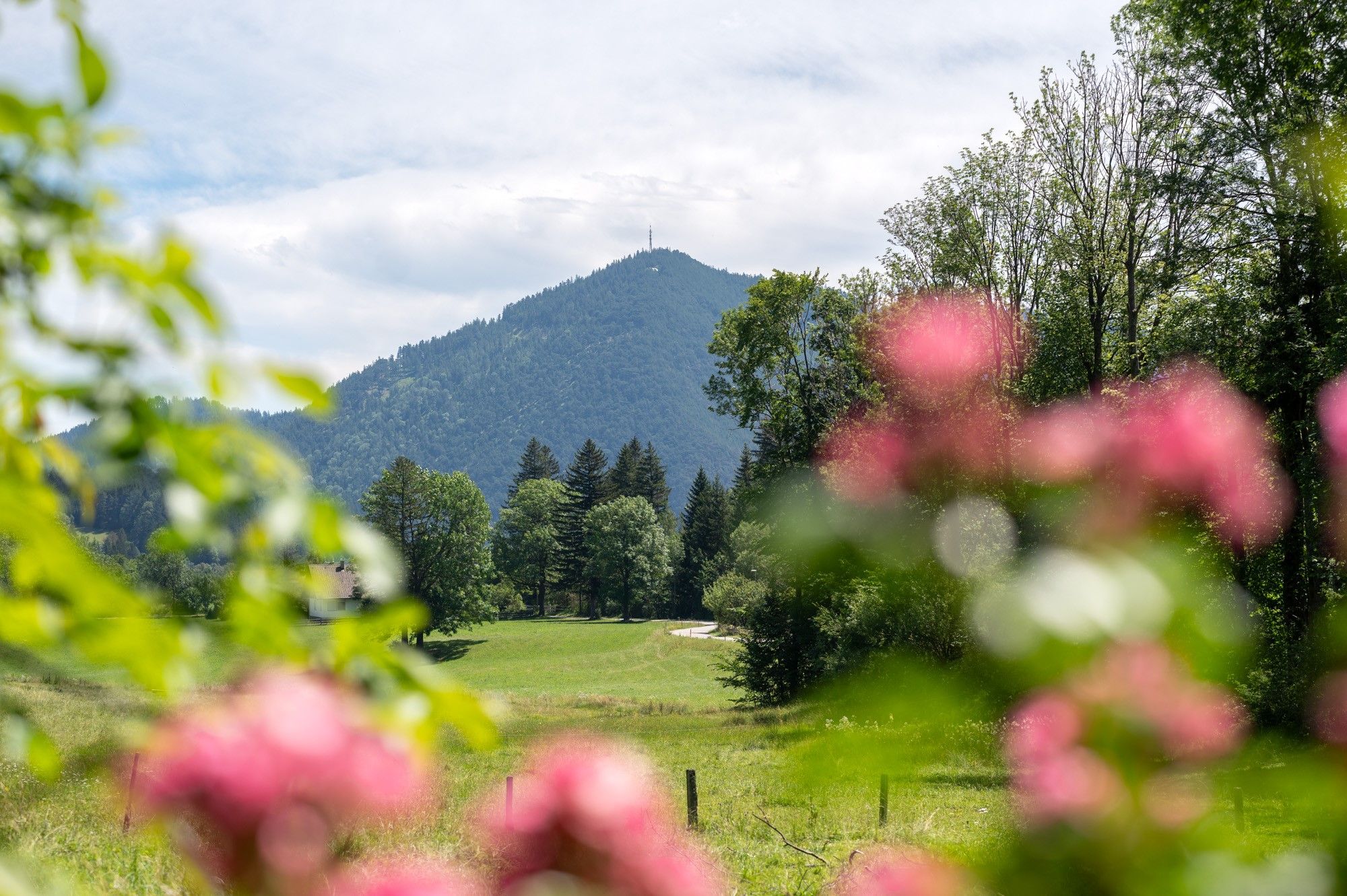Berglandschaft mit grünen Wiesen und Bäumen, im Vordergrund unscharfe rosa Blumen.