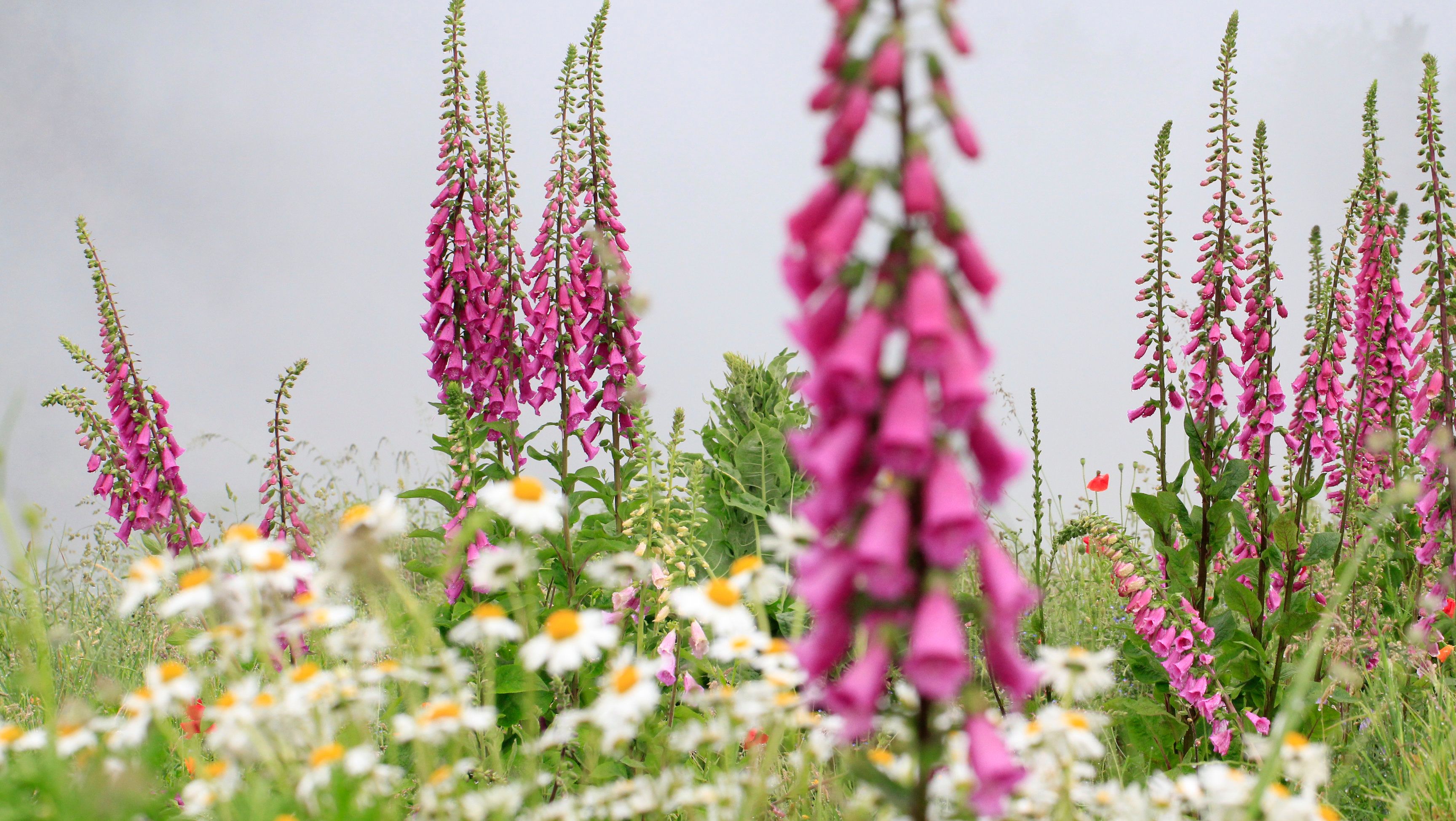 Blumenwiese mit pinken Fingerhüten und weißen Margeriten.