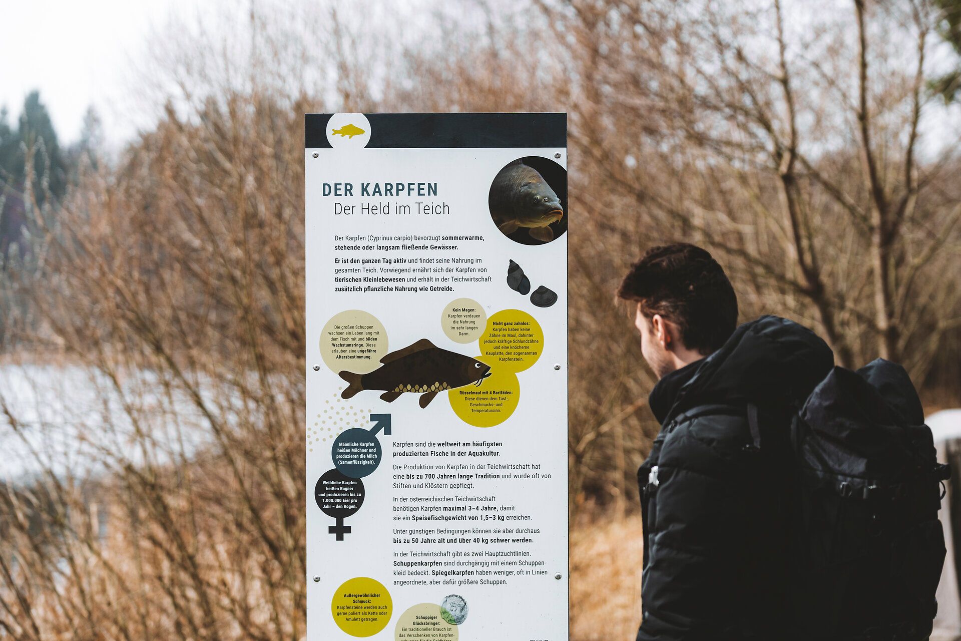 Ein Mann liest ein Informationsschild über Karpfen an einem Teichwanderweg.