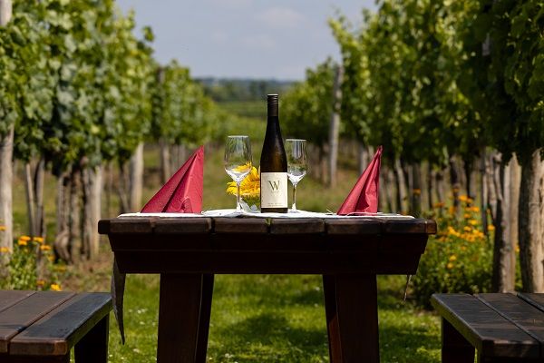 Genießen im Weingarten