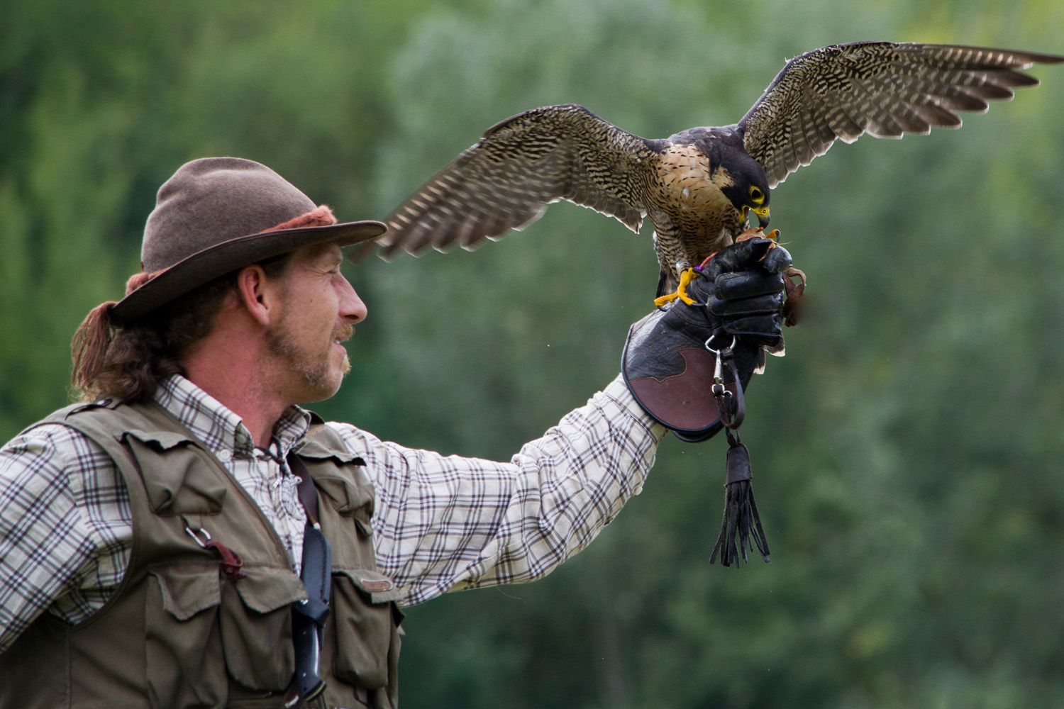 Ein Falkner hält einen Falken auf seiner behandschuhten Hand.