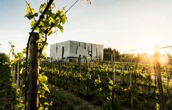 Inmitten der sanften Hügel und üppigen Weinreben strahlt die moderne Architektur des Loisium in der Abendsonne. Die goldenen Strahlen des Sonnenuntergangs verleihen der Szenerie eine magische Atmosphäre, während die frischen Aromen der Trauben die Luft erfüllen. Ein perfekter Ort, um die Schönheit der Weinregion zu genießen.