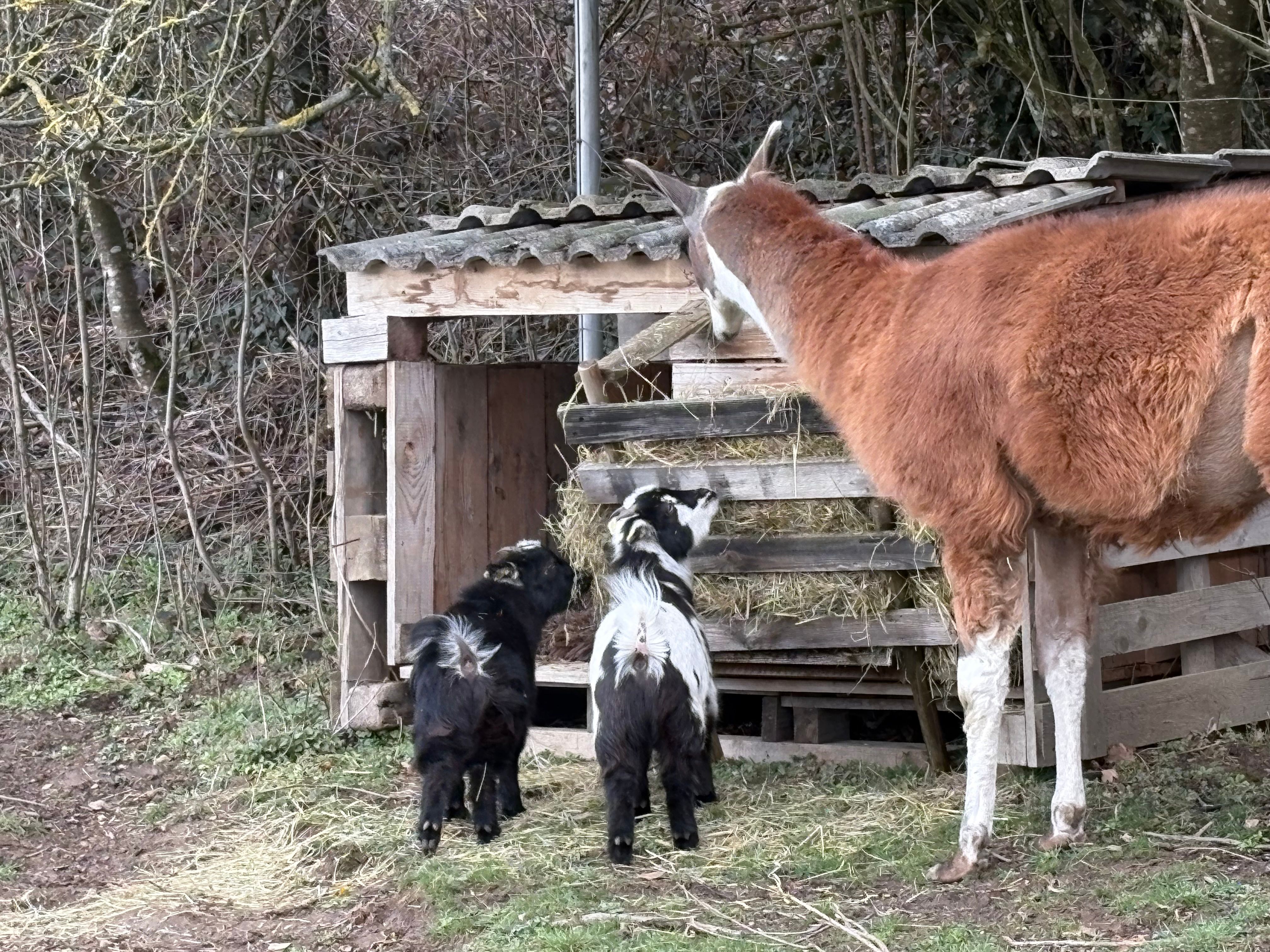 Ein Lama und zwei Ziegen stehen vor einem Holzunterstand mit Heu.