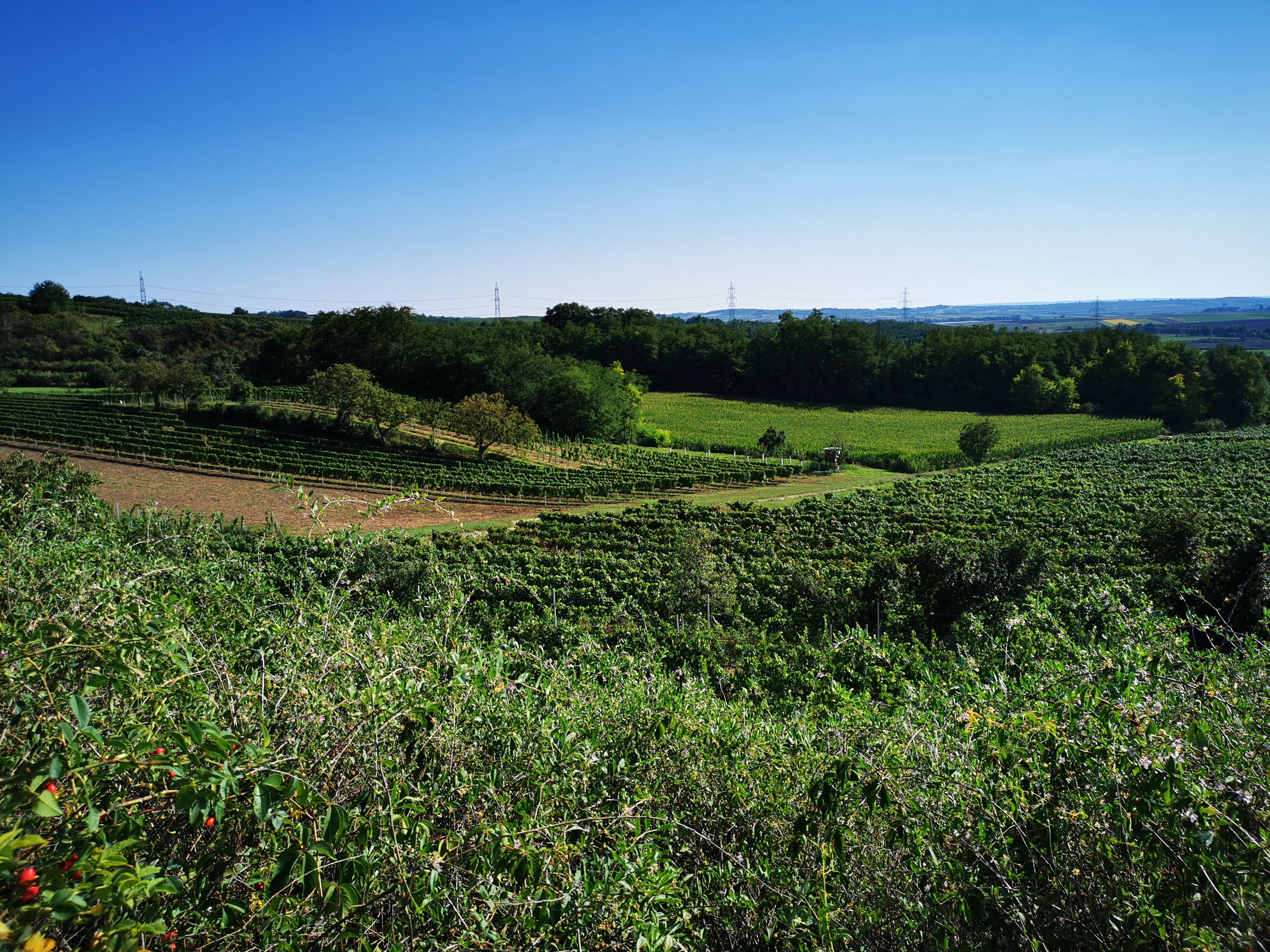 Weinberge am Schatzberg in Ragelsdorf unter klarem Himmel.