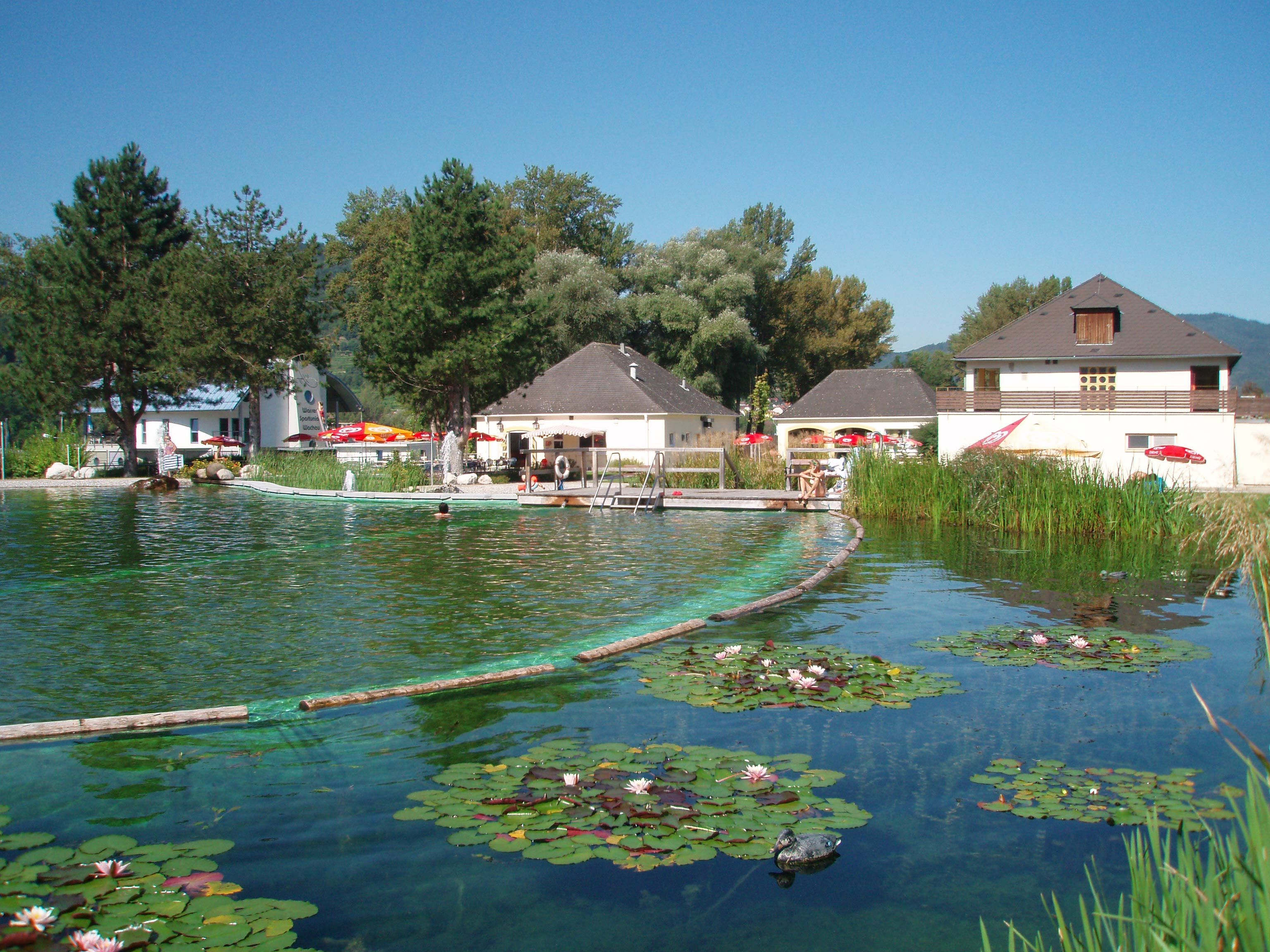 Naturbad mit Seerosen und Gebäuden im Hintergrund.