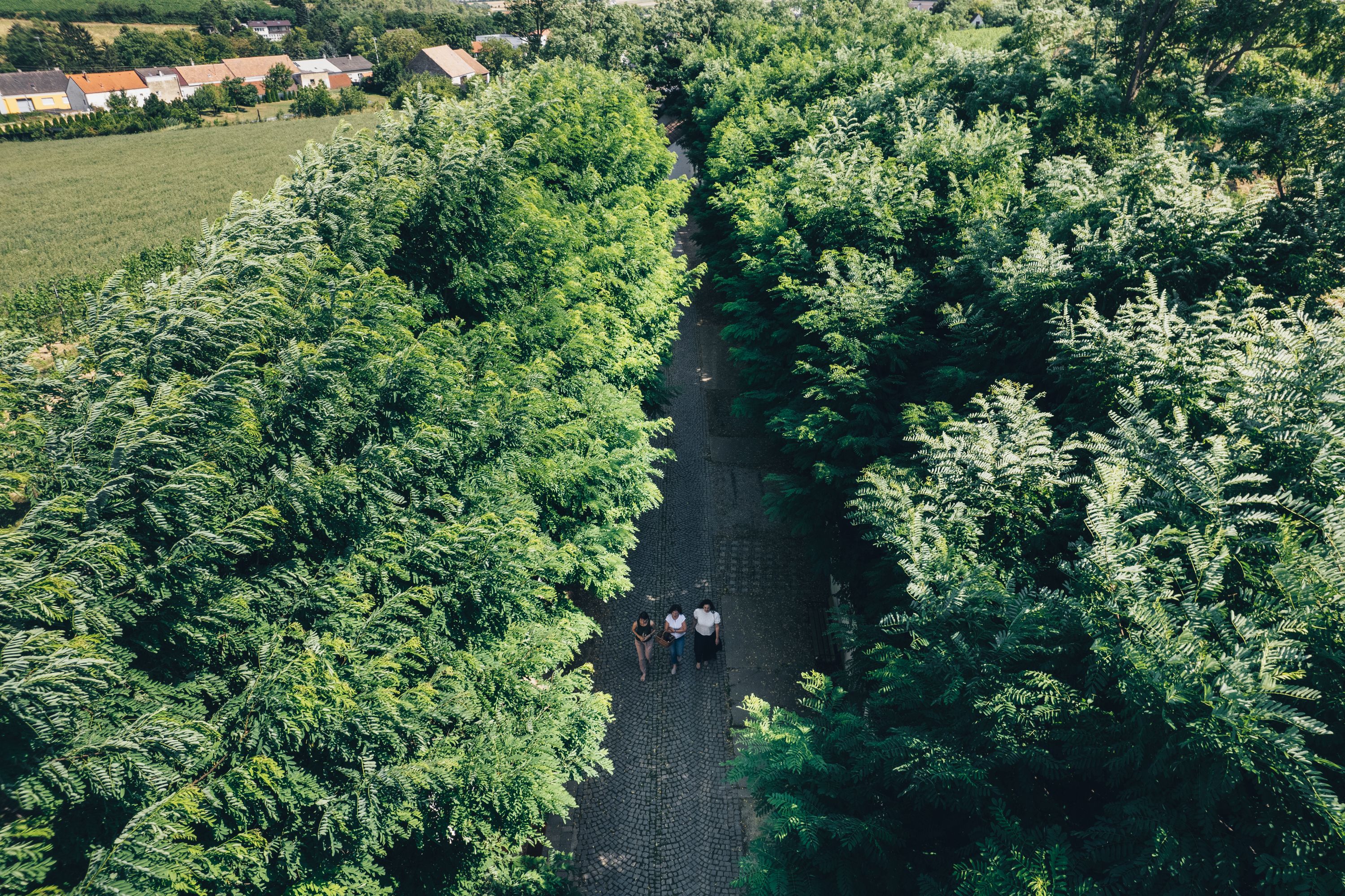 Drei Personen wandern auf einem von Bäumen gesäumten Weg in Poysdorf.