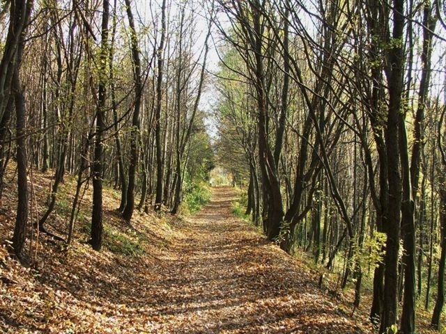 Ein Waldweg im Wienerwald, gesäumt von Bäumen mit herbstlichem Laub.