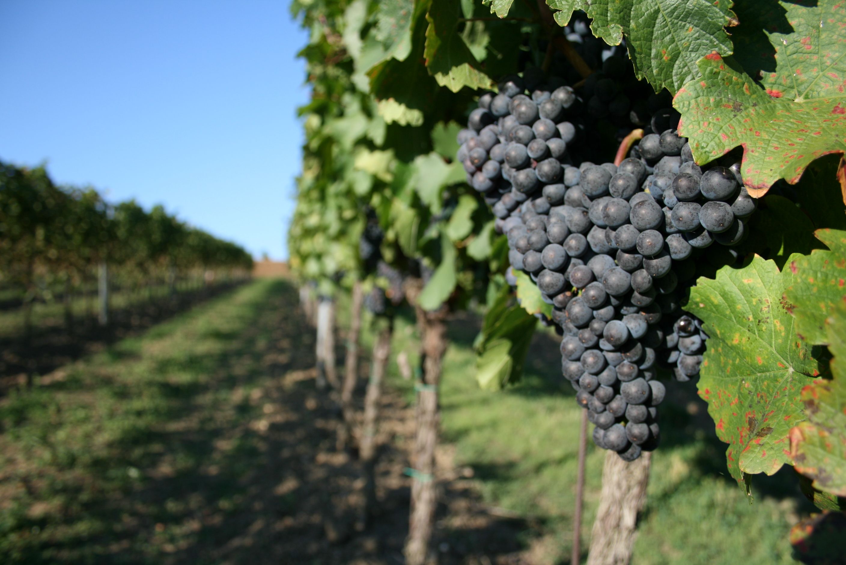 Nahaufnahme von reifen Weintrauben an einem Weinstock in einem Weinberg.