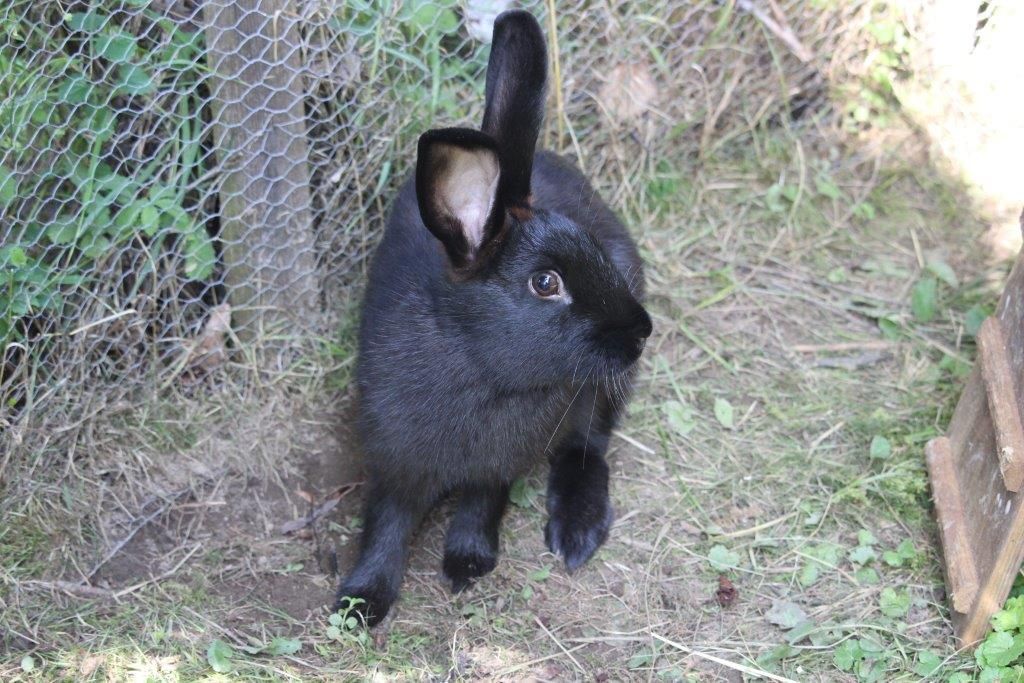 Kaninchen am Ferienhof Kirchau