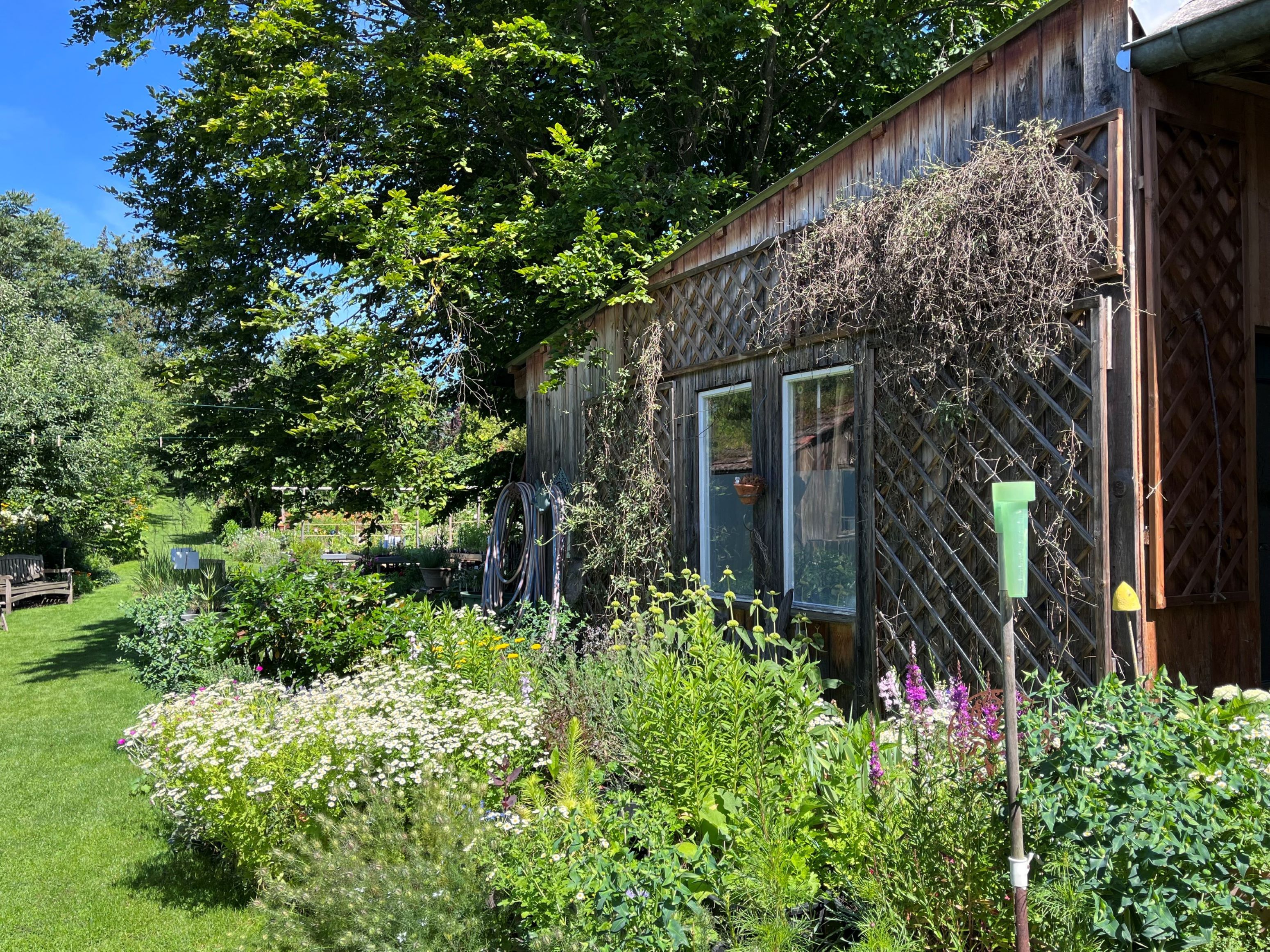 Ein Bauerngarten mit Blumen, Sträuchern und einem Holzschuppen im Hintergrund.