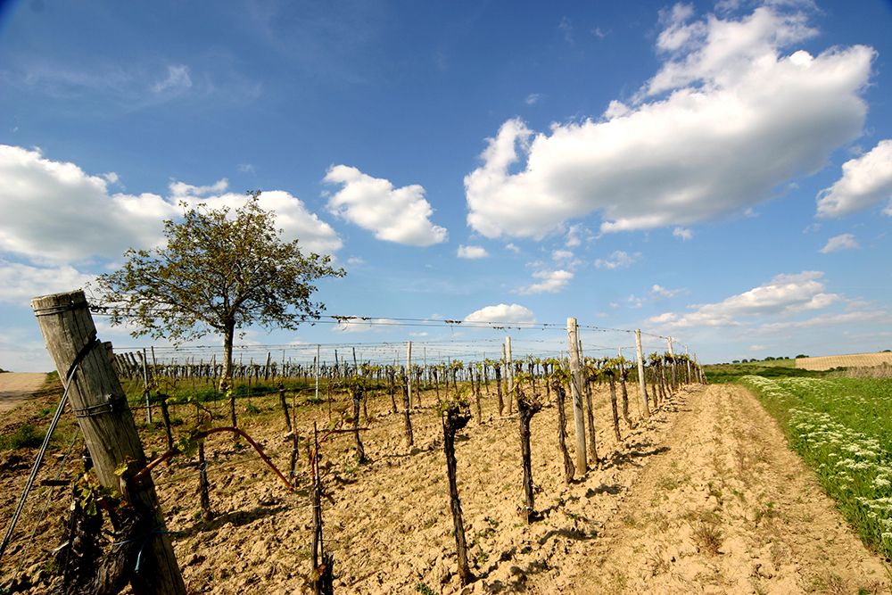 Weinberg mit Rebstöcken und Baum unter blauem Himmel mit Wolken.