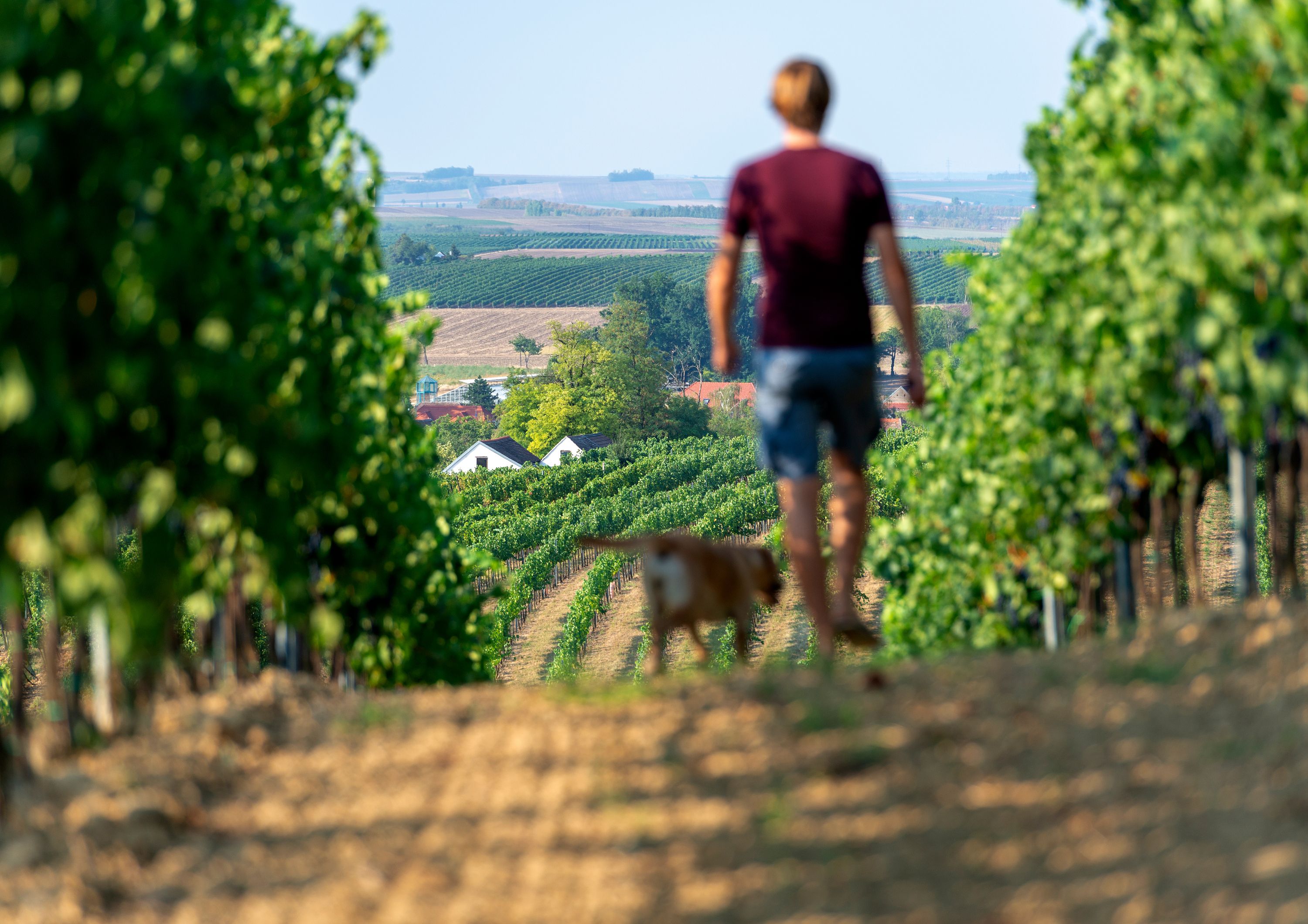 Eine Person und ein Hund gehen durch einen Weinberg mit Blick auf die Landschaft im Hintergrund.