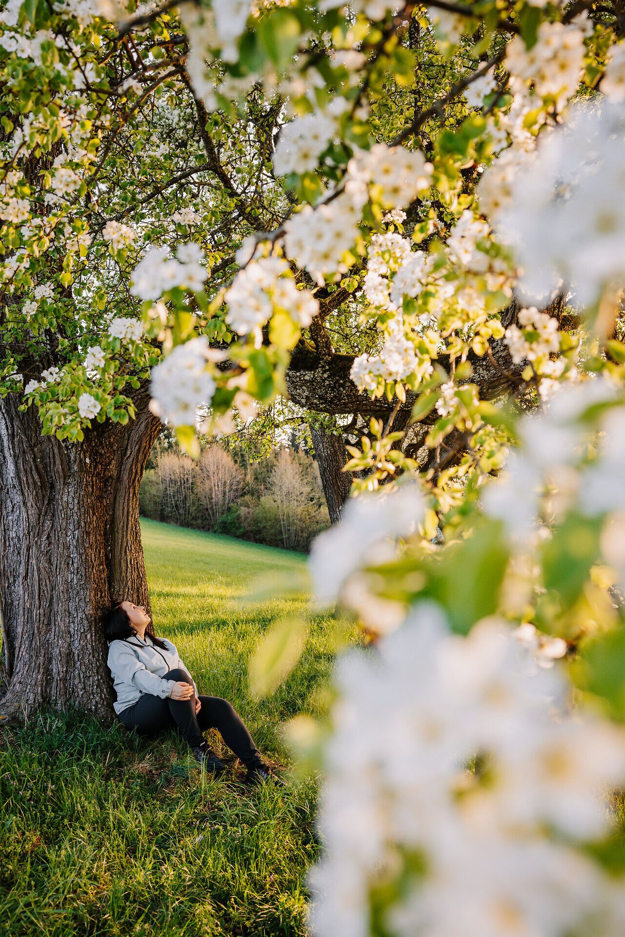Unter dem blühenden Birnbaum entspannen Besucher in der warmen Frühlingssonne. Die zarten, weißen Blüten verleihen der Landschaft eine romantische Atmosphäre und laden zum Verweilen ein. Hier, inmitten der Natur, wird der Frühling in seiner schönsten Form erlebbar.