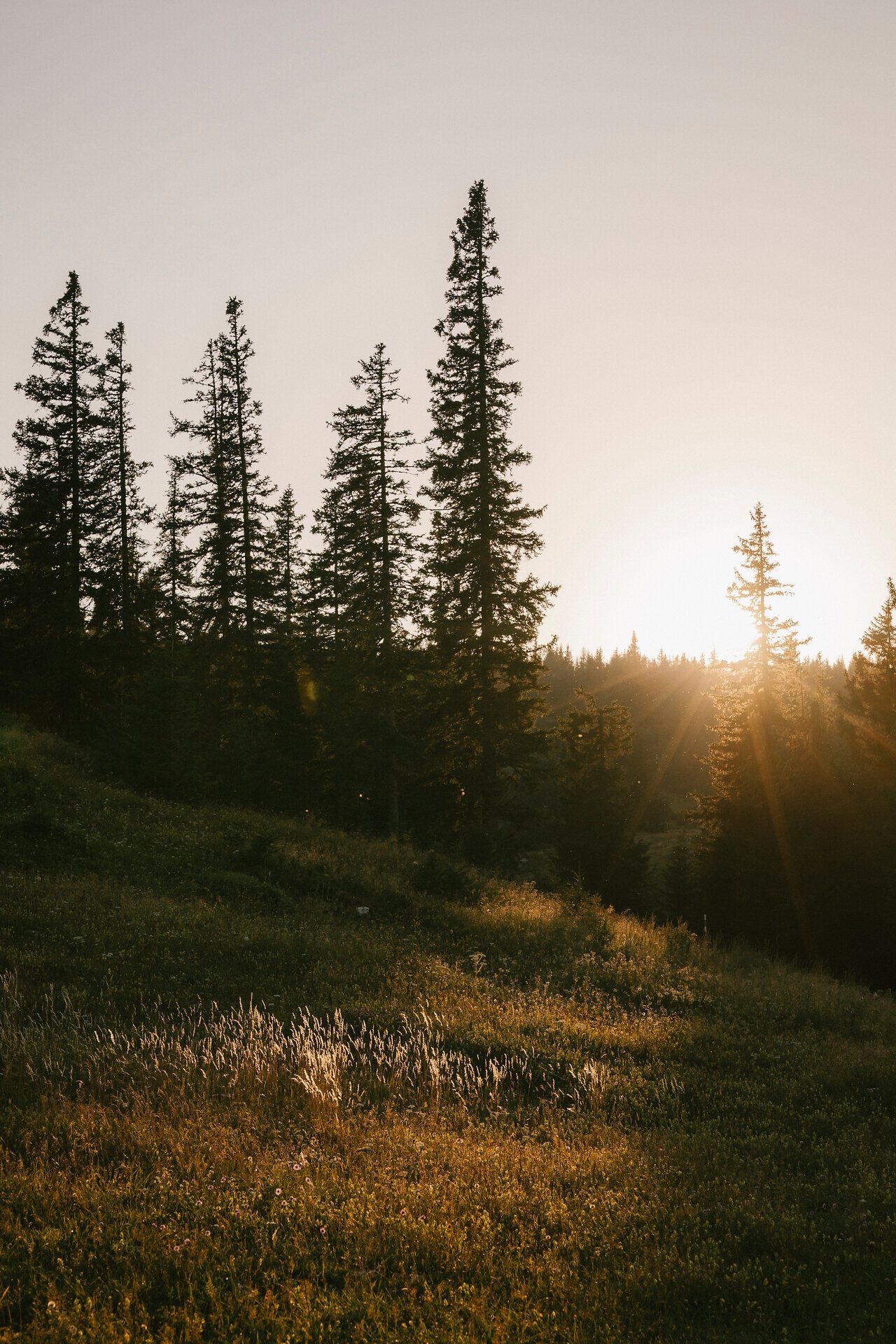 Sonnenaufgang zwischen Nadelbäumen beim Raxalm-Berggasthof