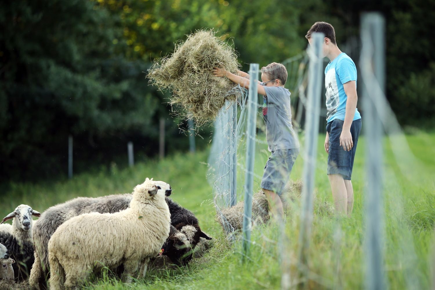 Kinder beim Schafe Füttern