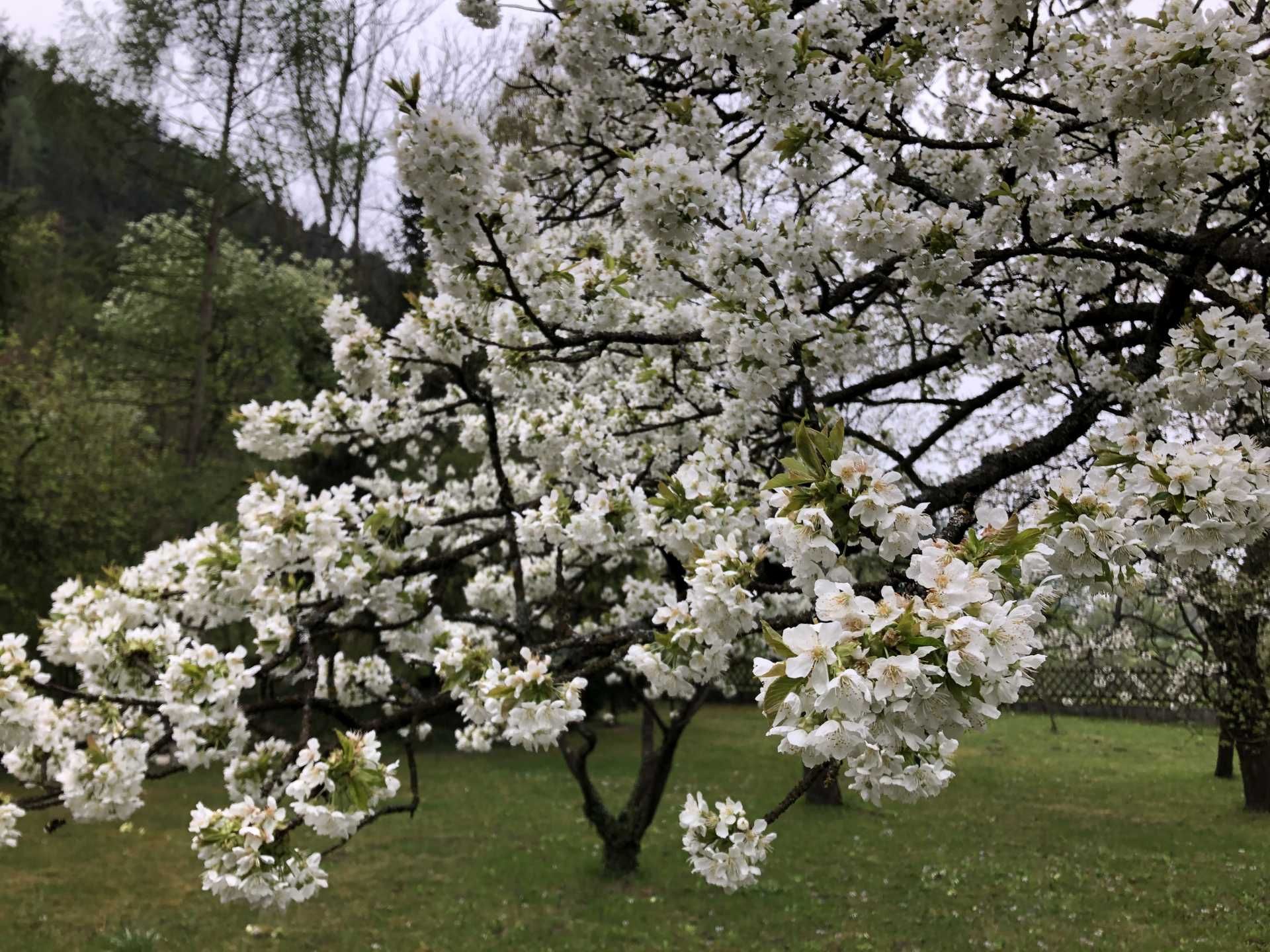 Ein blühender Baum mit weißen Blüten in einem grünen Garten.