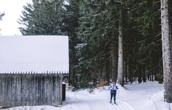 Die verschneiten Pfade laden zu einer erholsamen Langlauftour ein, während die hohen, schneebedeckten Tannen eine friedliche Kulisse bieten. Ein rustikales Holzhaus am Wegesrand verstärkt das Gefühl von Idylle und Naturverbundenheit in dieser winterlichen Landschaft.